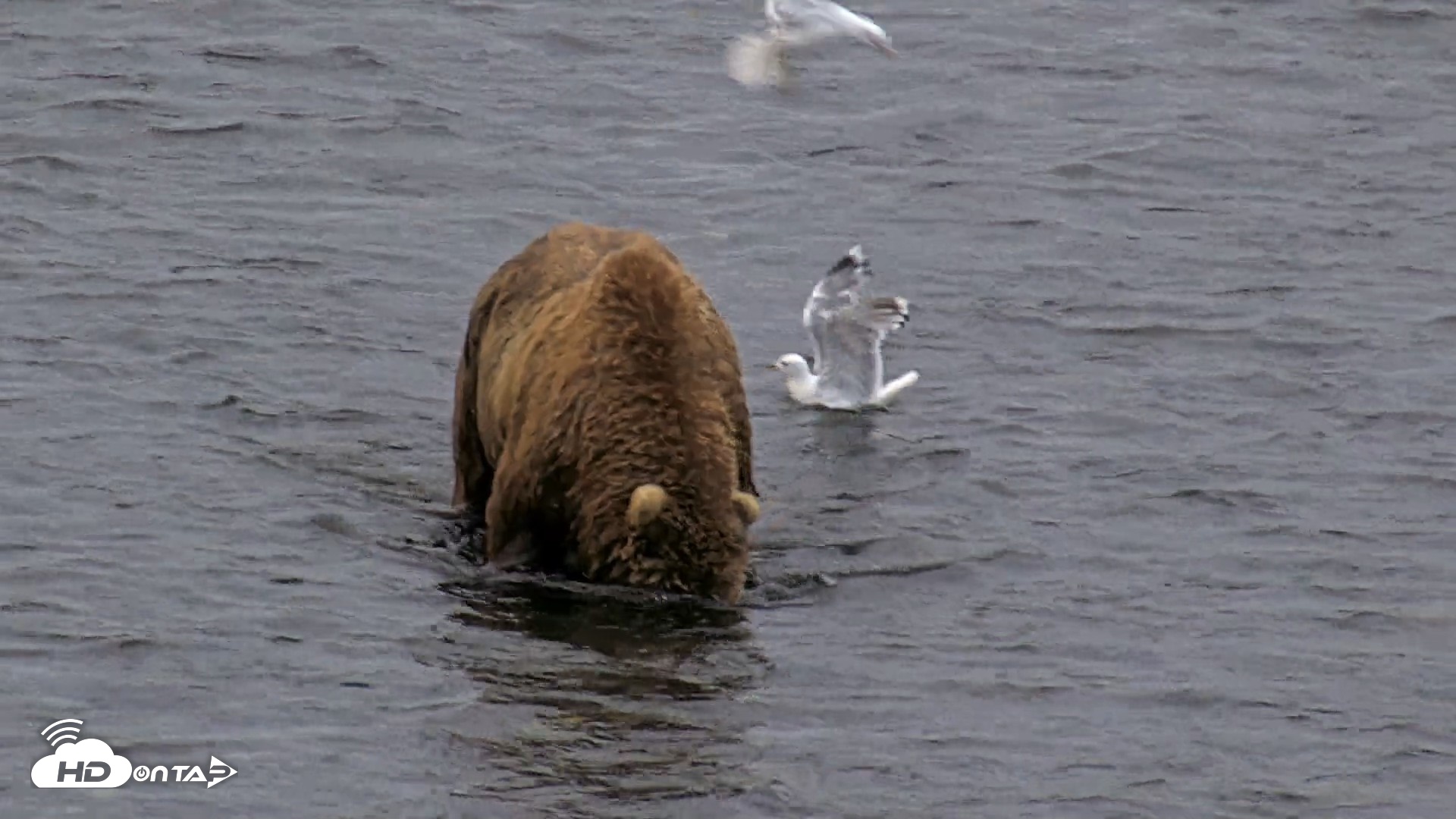 Snapshot of Kodiak Alaska Brown Bears Live Webcam taken Aug 6, 2026, 6:43am AKDT