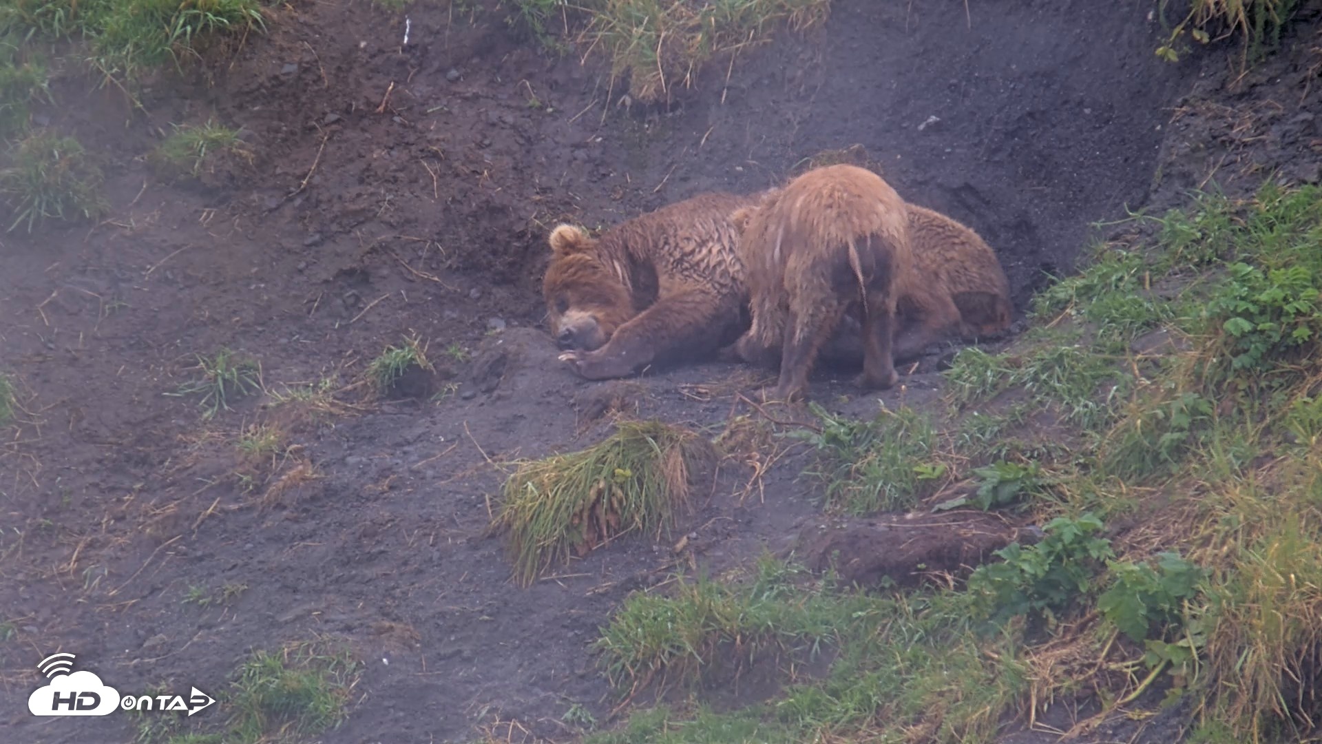 Snapshot of Kodiak Alaska Brown Bears Live Webcam taken Aug 13, 2026, 5:06pm AKDT