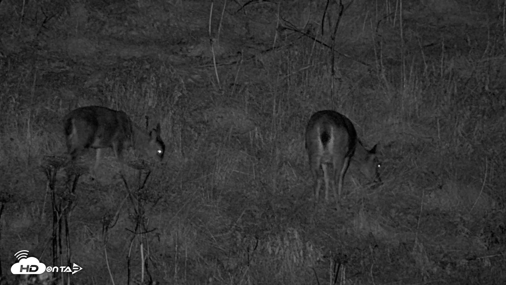 Snapshot of Kodiak Alaska Brown Bears Live Webcam taken Oct 7, 2026, 10:11pm AKDT