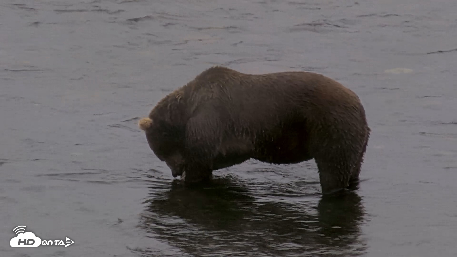 Snapshot of Kodiak Alaska Brown Bears Live Webcam taken Aug 14, 2026, 9:10am AKDT