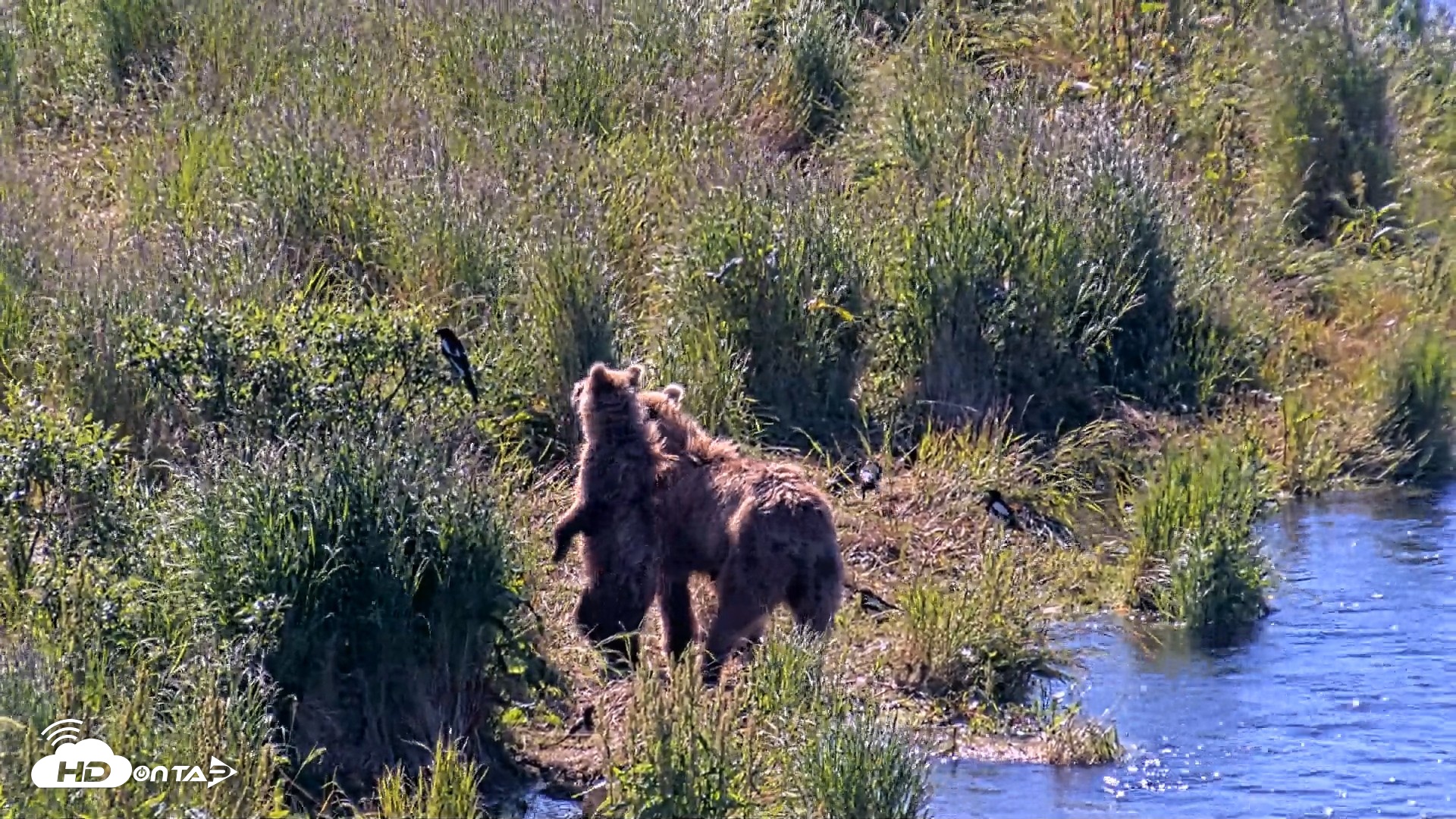 Snapshot of Kodiak Alaska Brown Bears Live Webcam taken Jul 30, 2026, 11:09am AKDT