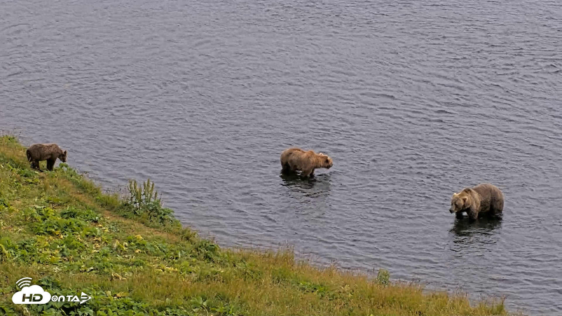 Snapshot of Kodiak Alaska Brown Bears Live Webcam taken Aug 9, 2026, 4:10pm AKDT