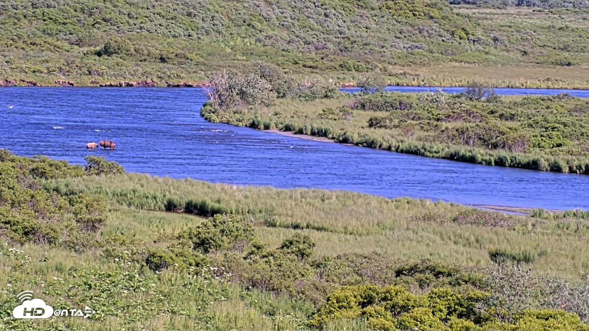 Snapshot of Kodiak Alaska Brown Bears Live Webcam taken Jul 15, 2026, 5:53pm AKDT