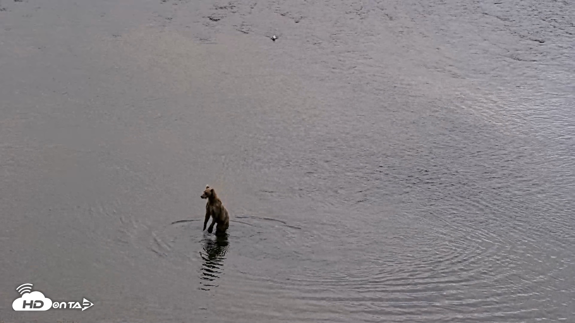 Snapshot of Kodiak Alaska Brown Bears Live Webcam taken Aug 20, 2026, 8:29pm AKDT
