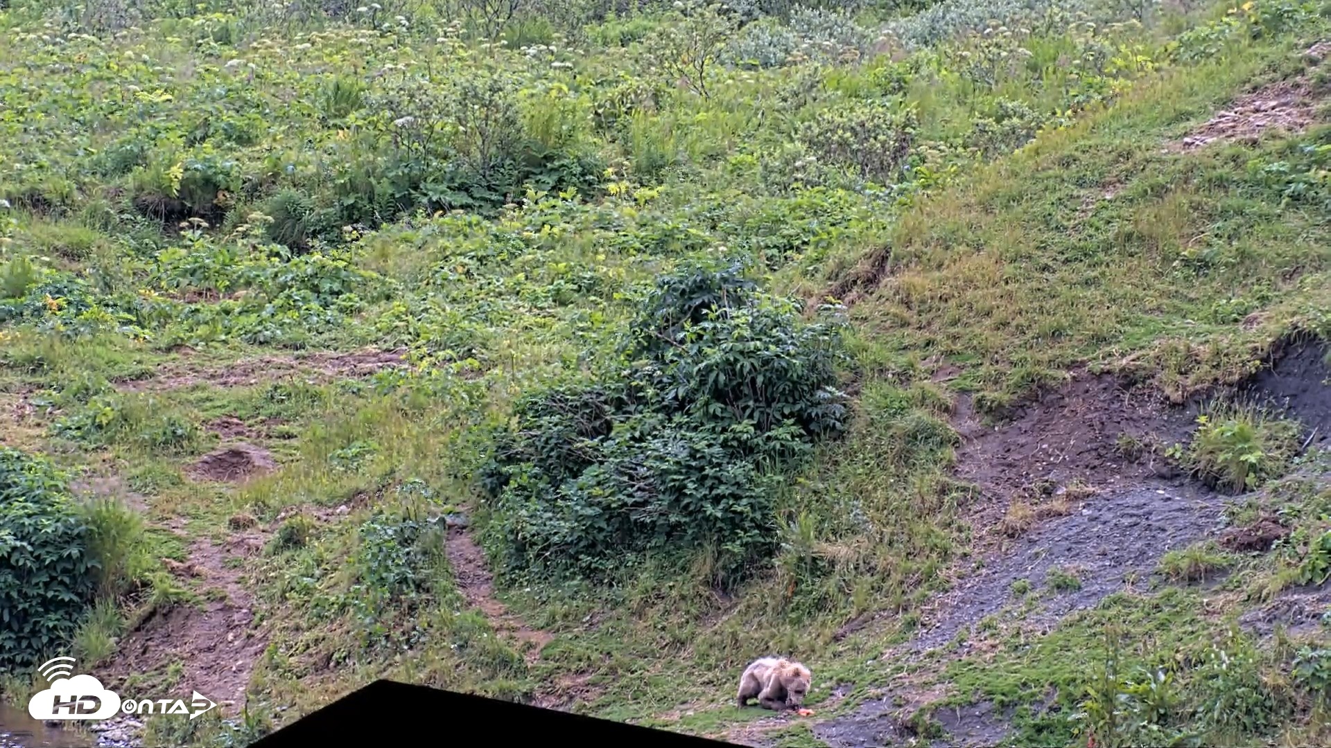 Snapshot of Kodiak Alaska Brown Bears Live Webcam taken Aug 4, 2026, 4:03pm AKDT