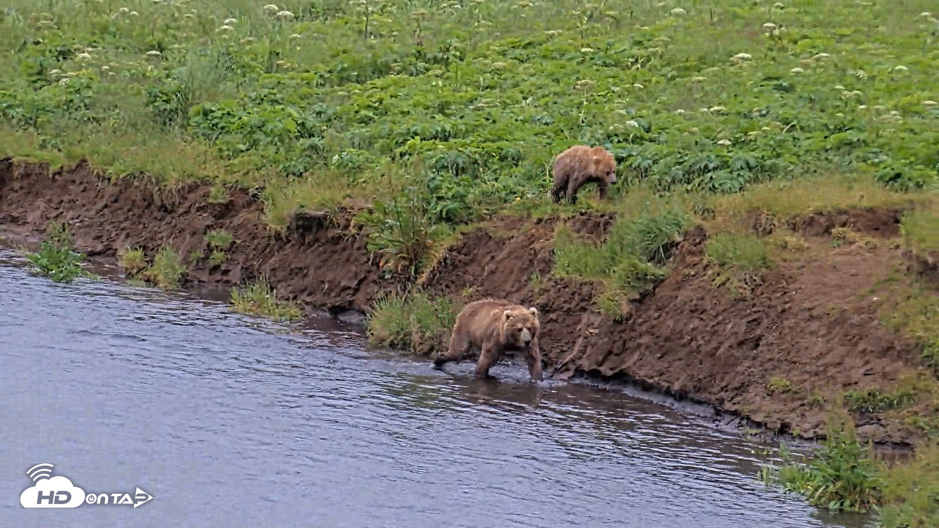 Snapshot of Kodiak Alaska Brown Bears Live Webcam taken Jul 27, 2026, 2:51pm AKDT