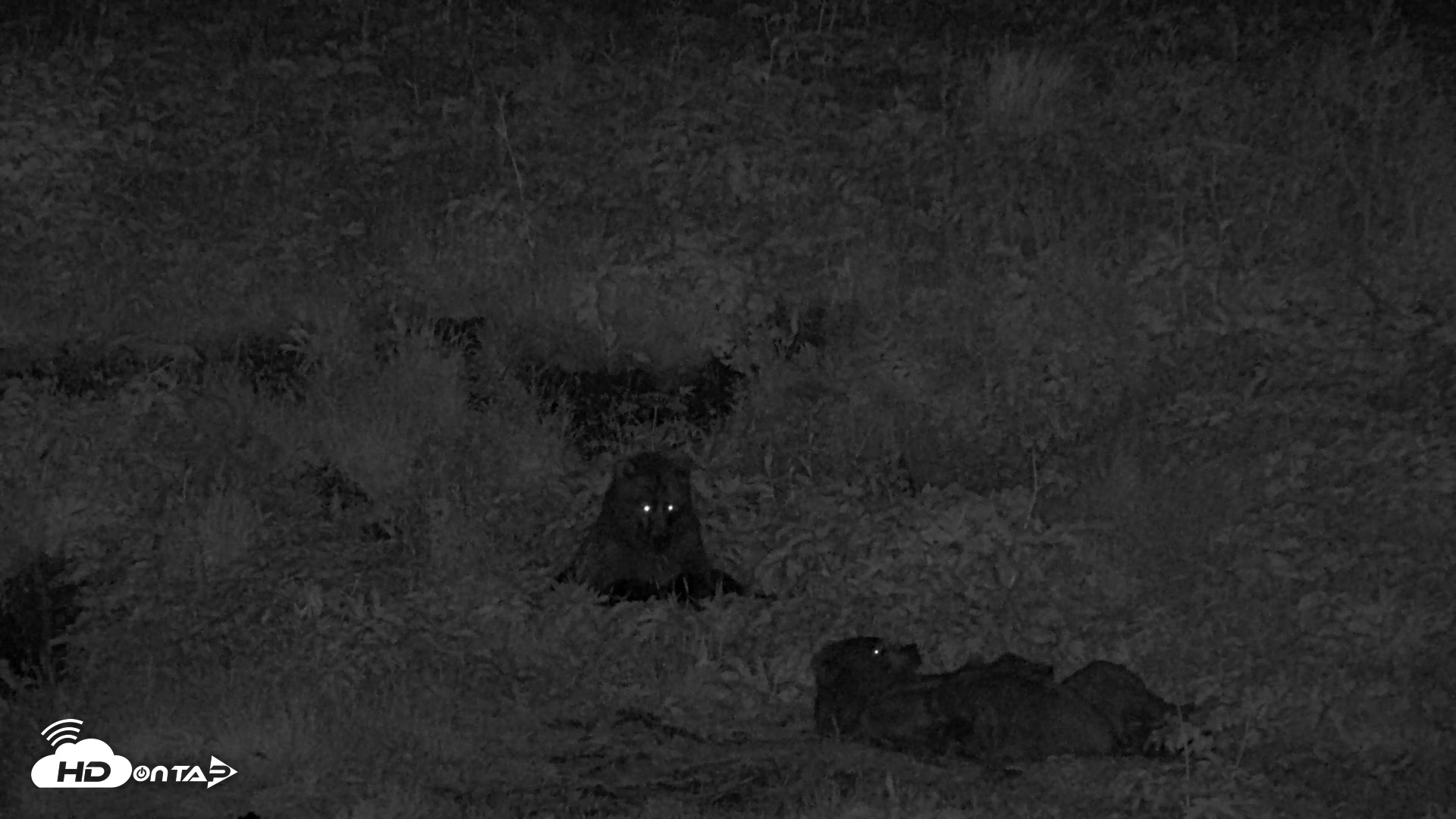 Snapshot of Kodiak Alaska Brown Bears Live Webcam taken Aug 3, 2026, 12:22am AKDT