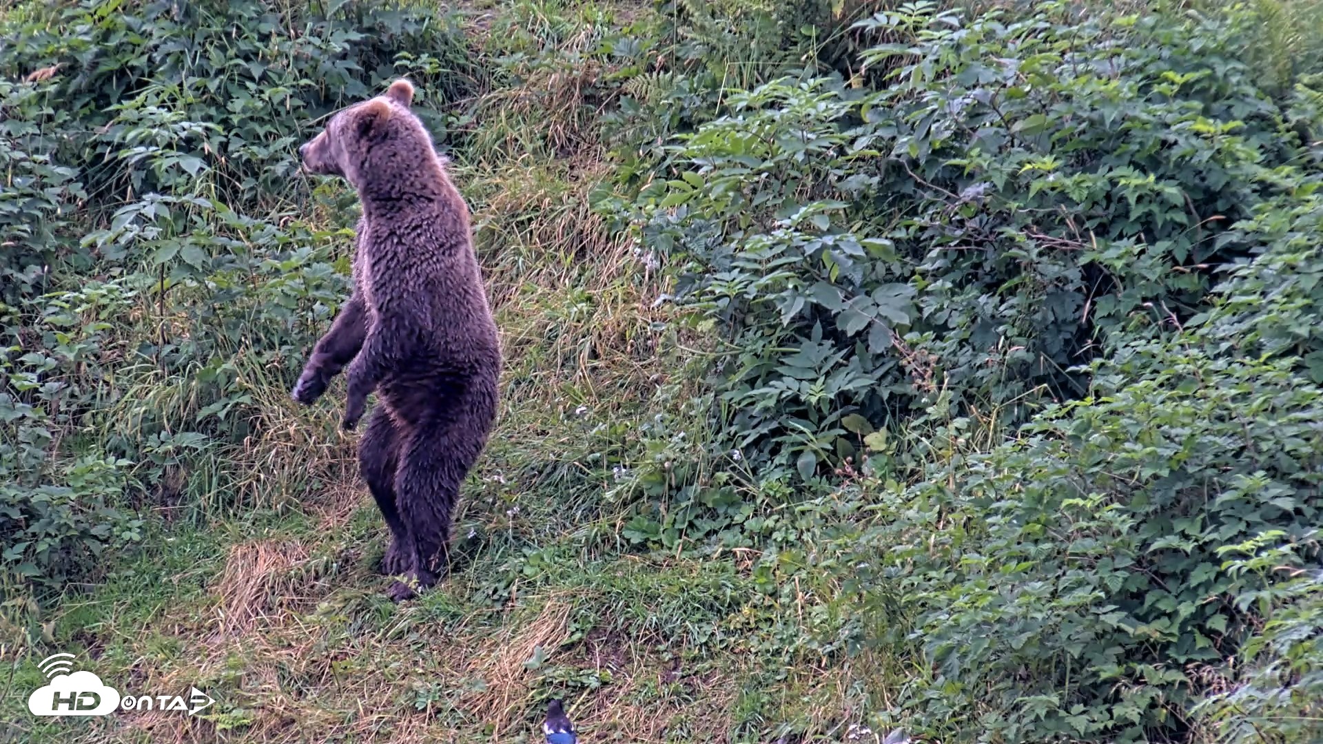 Snapshot of Kodiak Alaska Brown Bears Live Webcam taken Aug 20, 2026, 7:07pm AKDT
