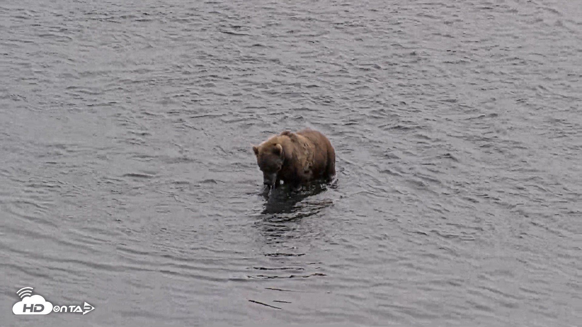 Snapshot of Kodiak Alaska Brown Bears Live Webcam taken Aug 27, 2026, 2:51pm AKDT