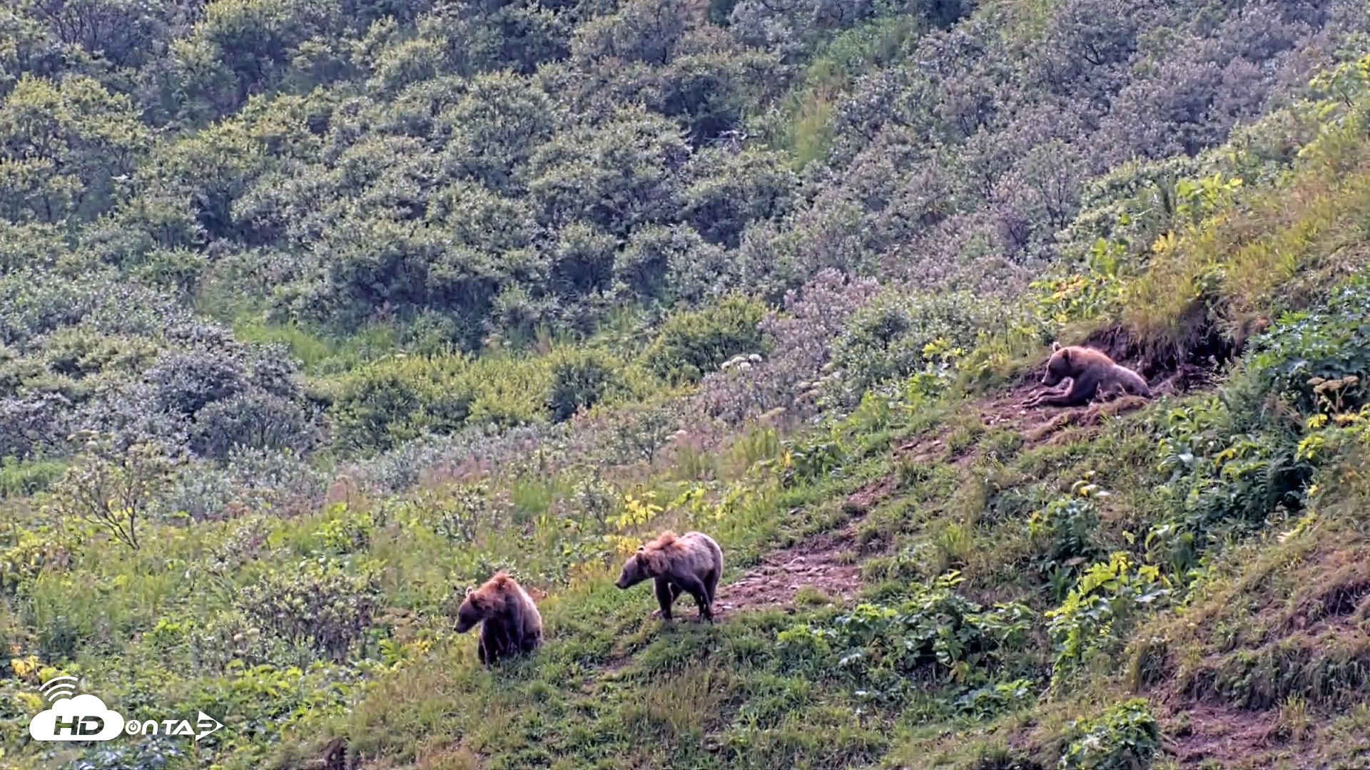 Snapshot of Kodiak Alaska Brown Bears Live Webcam taken Aug 9, 2026, 1:02pm AKDT