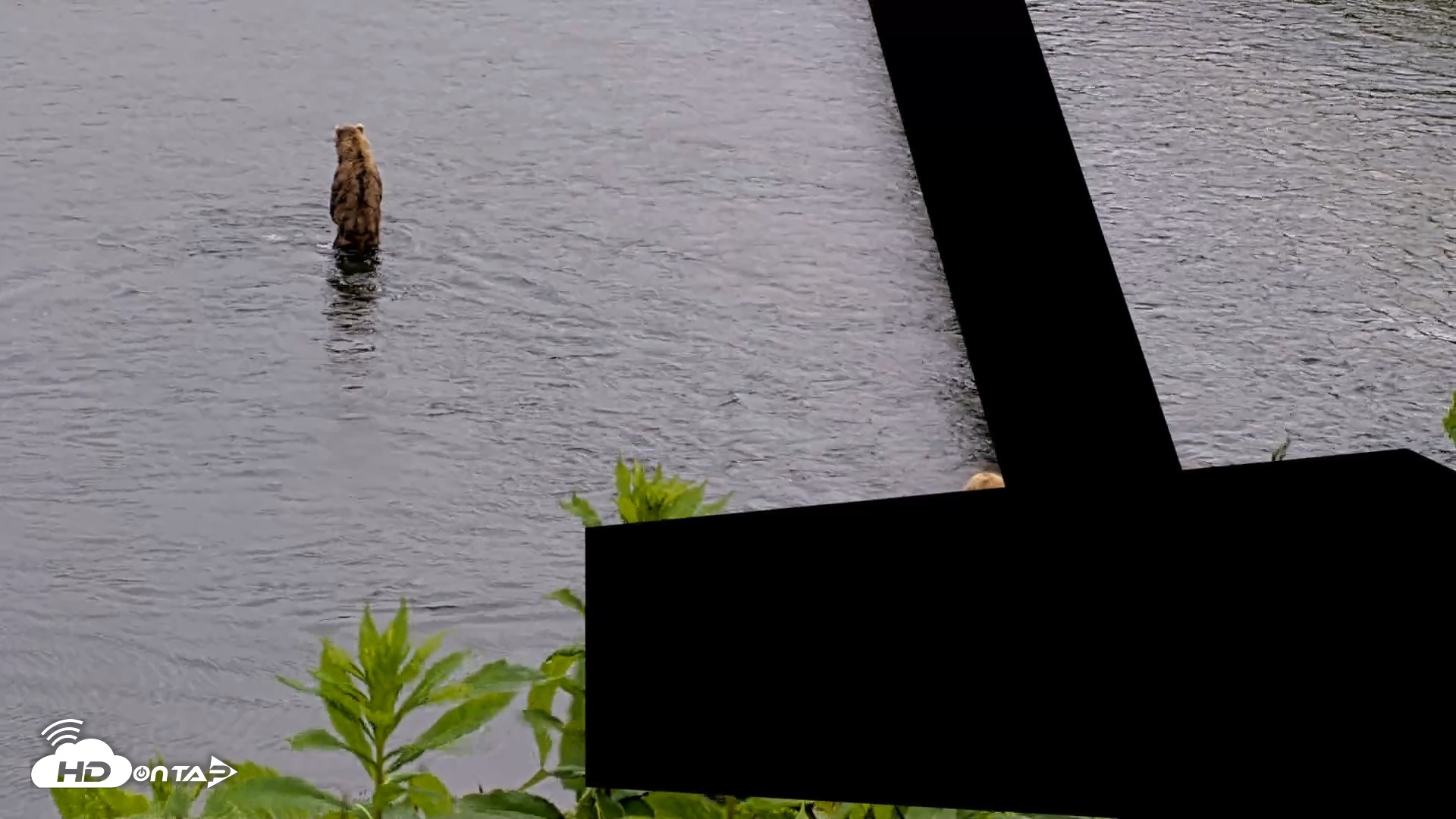 Snapshot of Kodiak Alaska Brown Bears Live Webcam taken Jul 19, 2026, 2:36pm AKDT