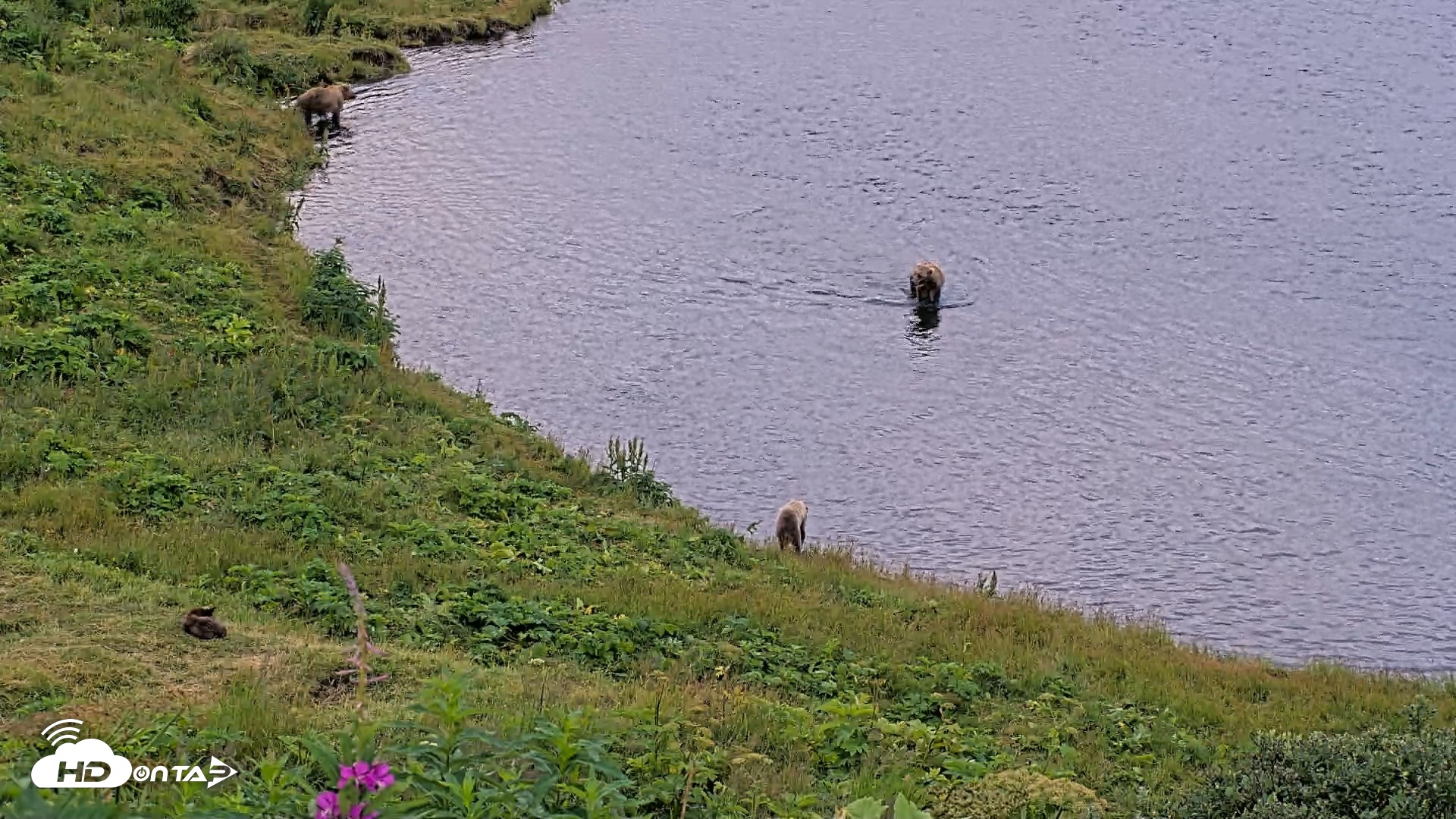 Snapshot of Kodiak Alaska Brown Bears Live Webcam taken Aug 6, 2026, 7:03am AKDT