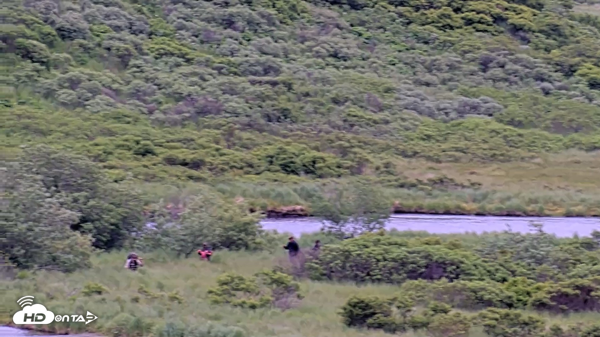 Snapshot of Kodiak Alaska Brown Bears Live Webcam taken Jul 12, 2026, 2:17pm AKDT