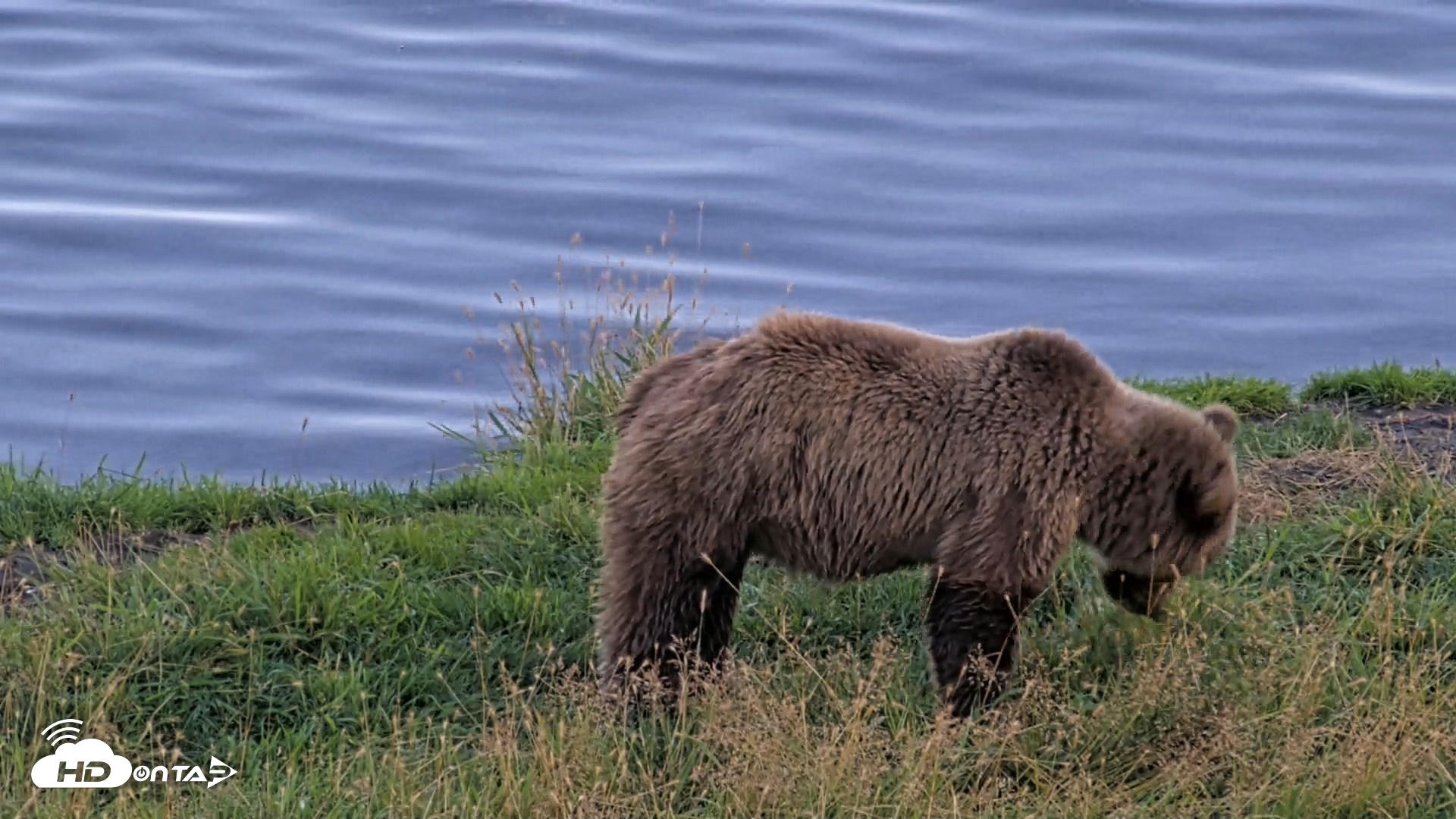 Snapshot of Kodiak Alaska Brown Bears Live Webcam taken Aug 26, 2026, 8:35pm AKDT
