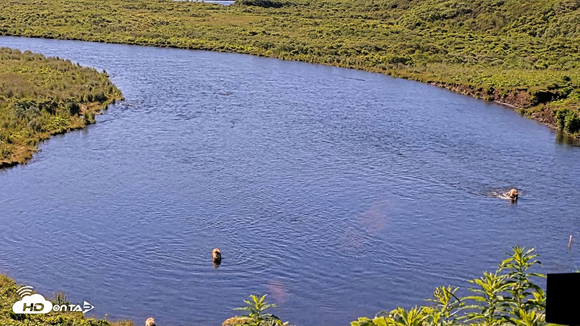 Snapshot of Kodiak Alaska Brown Bears Live Webcam taken Jul 30, 2026, 10:32am AKDT