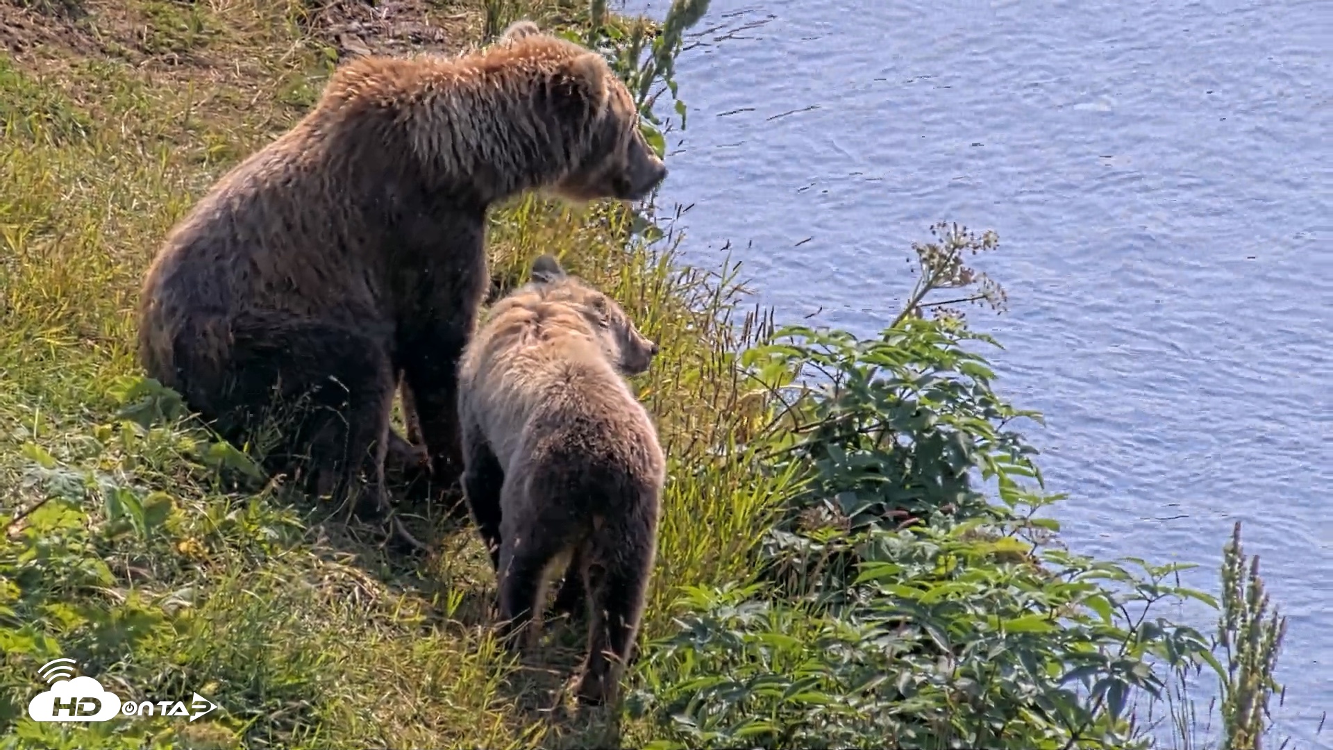 Snapshot of Kodiak Alaska Brown Bears Live Webcam taken Aug 8, 2026, 12:30pm AKDT