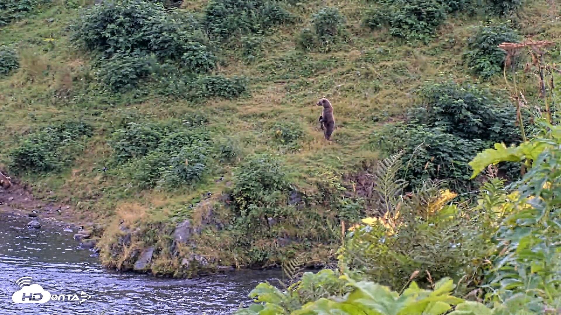 Snapshot of Kodiak Alaska Brown Bears Live Webcam taken Aug 20, 2026, 7:08pm AKDT
