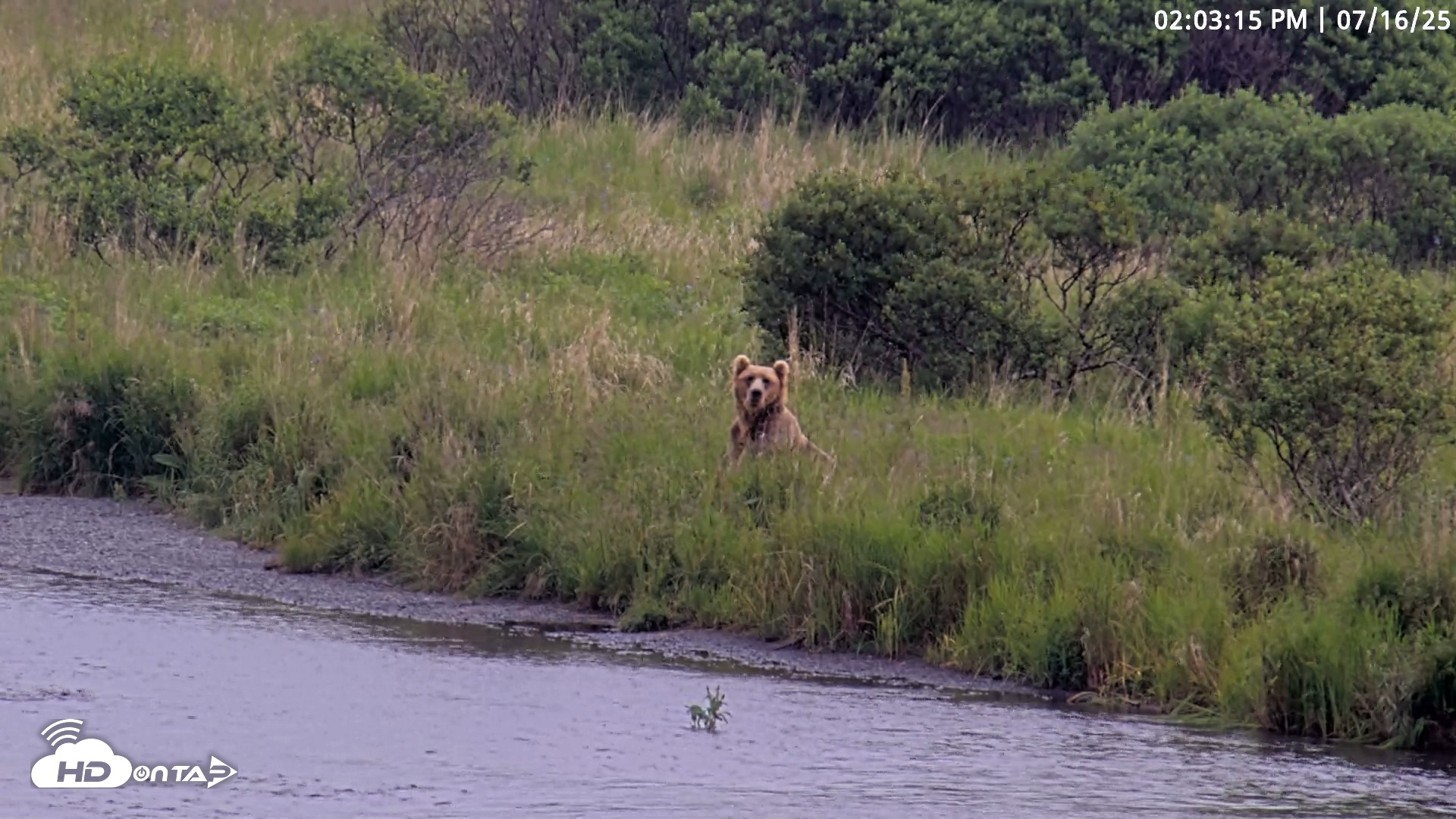 Snapshot of Kodiak Alaska Brown Bears Live Webcam taken Jul 16, 2025, 2:03pm AKDT