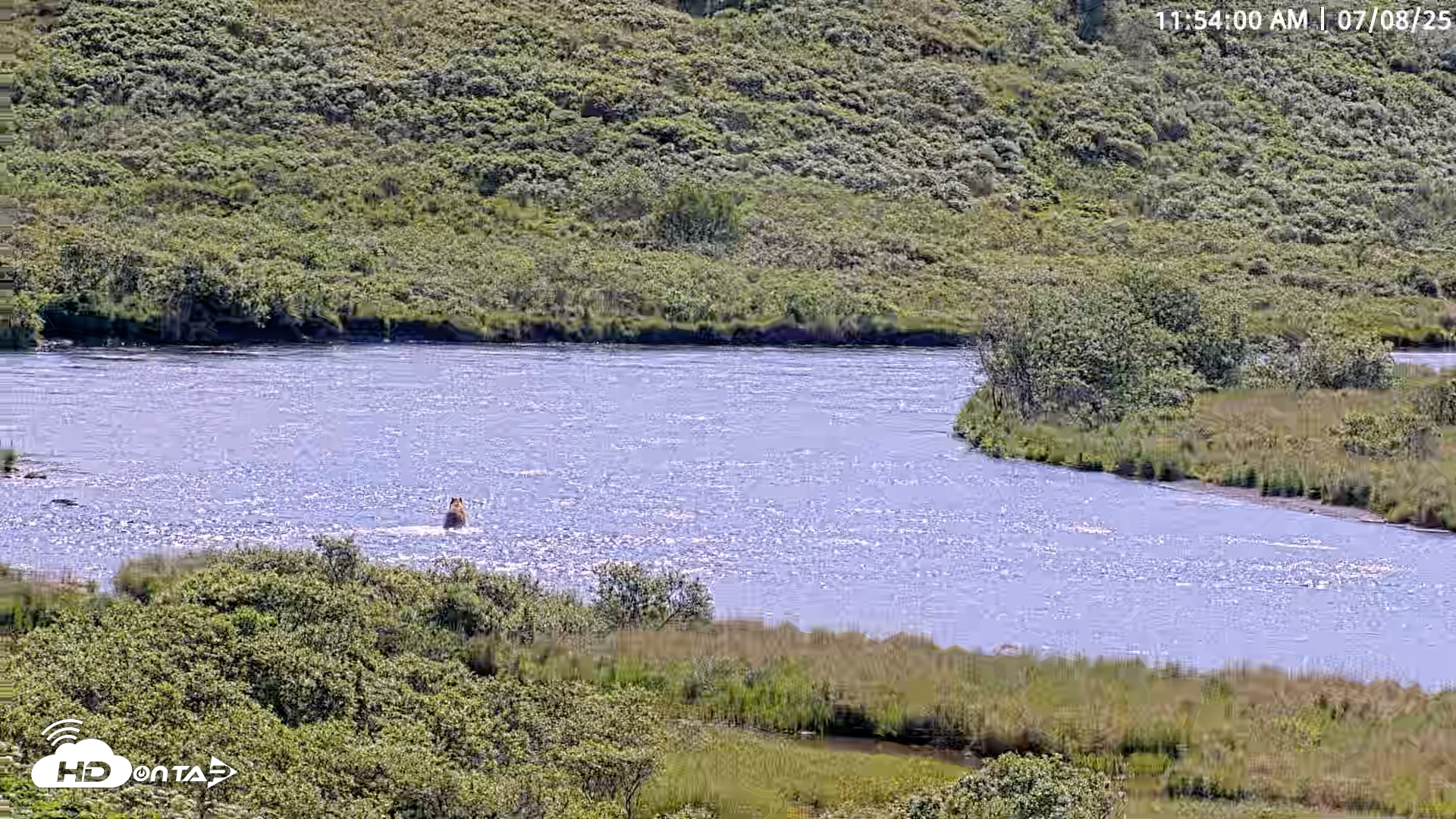Snapshot of Kodiak Alaska Brown Bears Live Webcam taken Jul 8, 2025, 11:56am AKDT