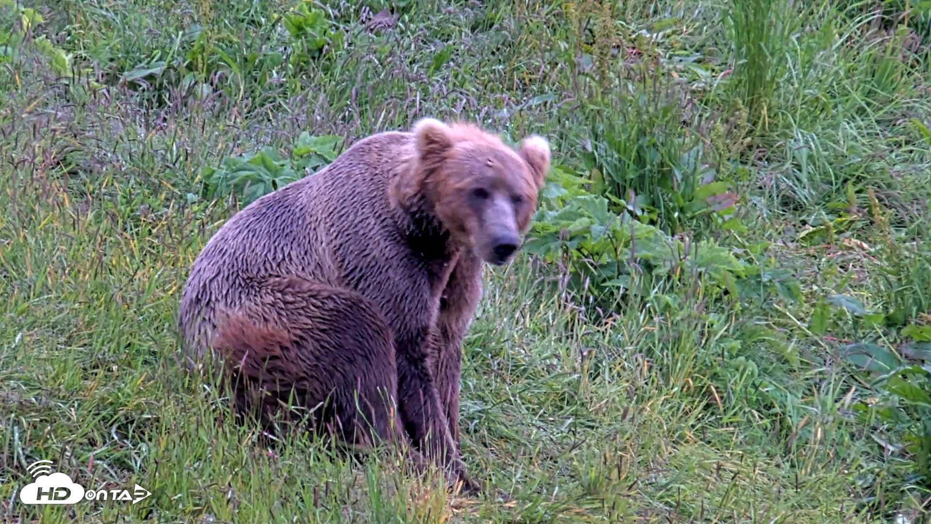 Snapshot of Kodiak Alaska Brown Bears Live Webcam taken Jul 22, 2026, 4:23pm AKDT