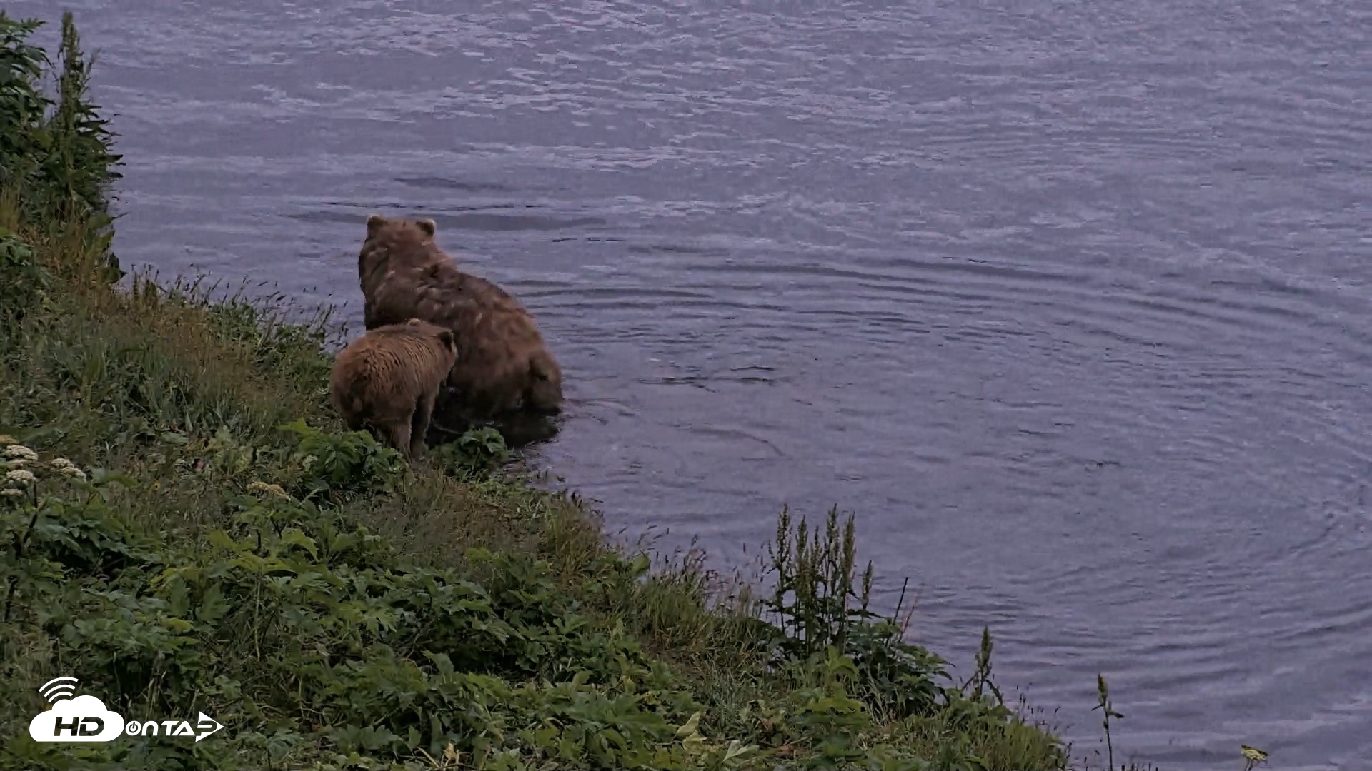 Snapshot of Kodiak Alaska Brown Bears Live Webcam taken Jul 27, 2026, 11:00pm AKDT
