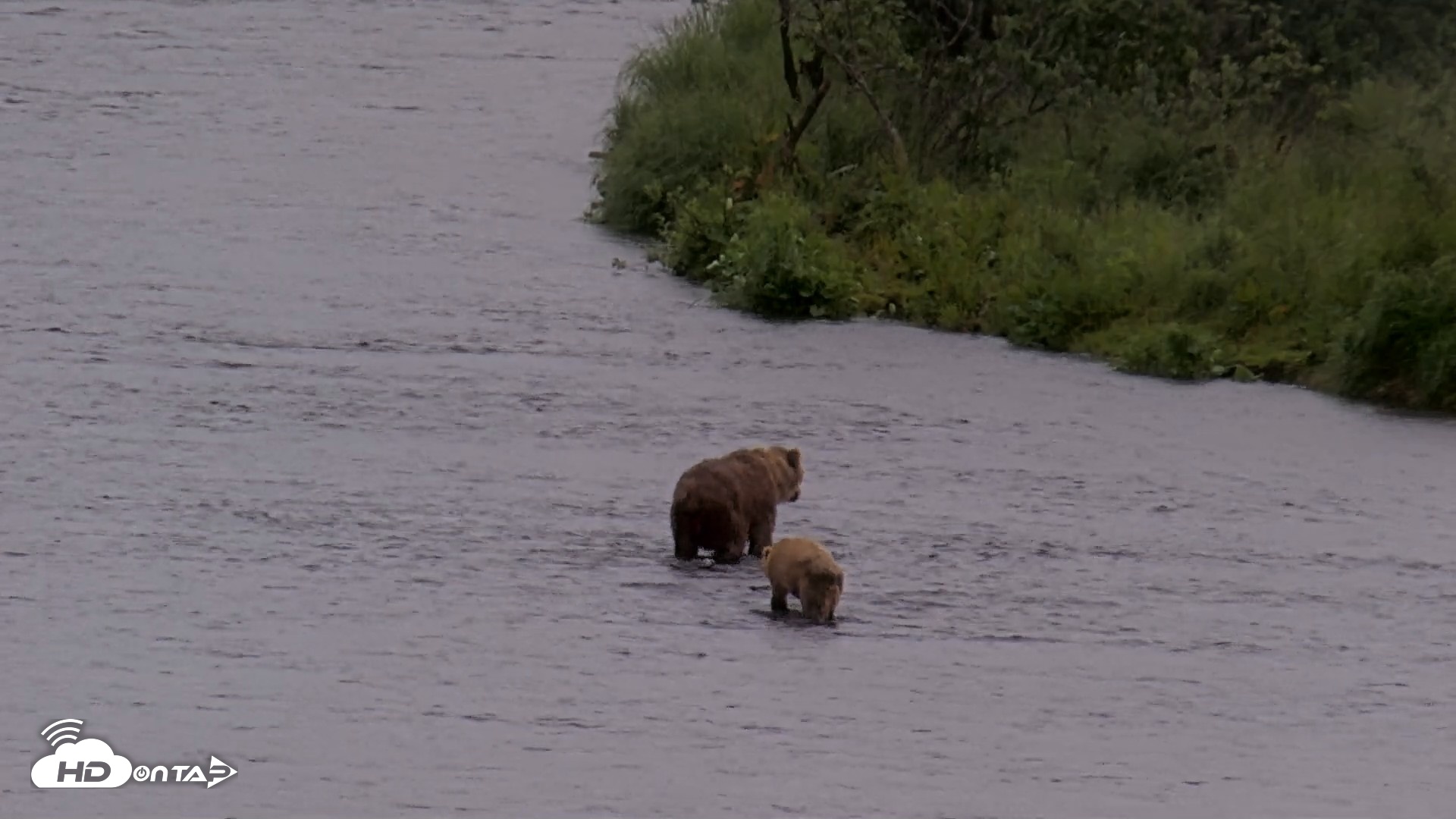 Snapshot of Kodiak Alaska Brown Bears Live Webcam taken Jul 21, 2026, 1:06pm AKDT