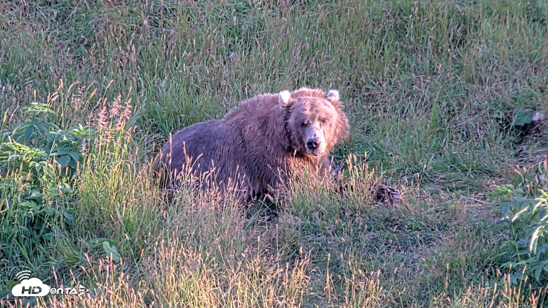 Snapshot of Kodiak Alaska Brown Bears Live Webcam taken Aug 11, 2026, 8:54pm AKDT