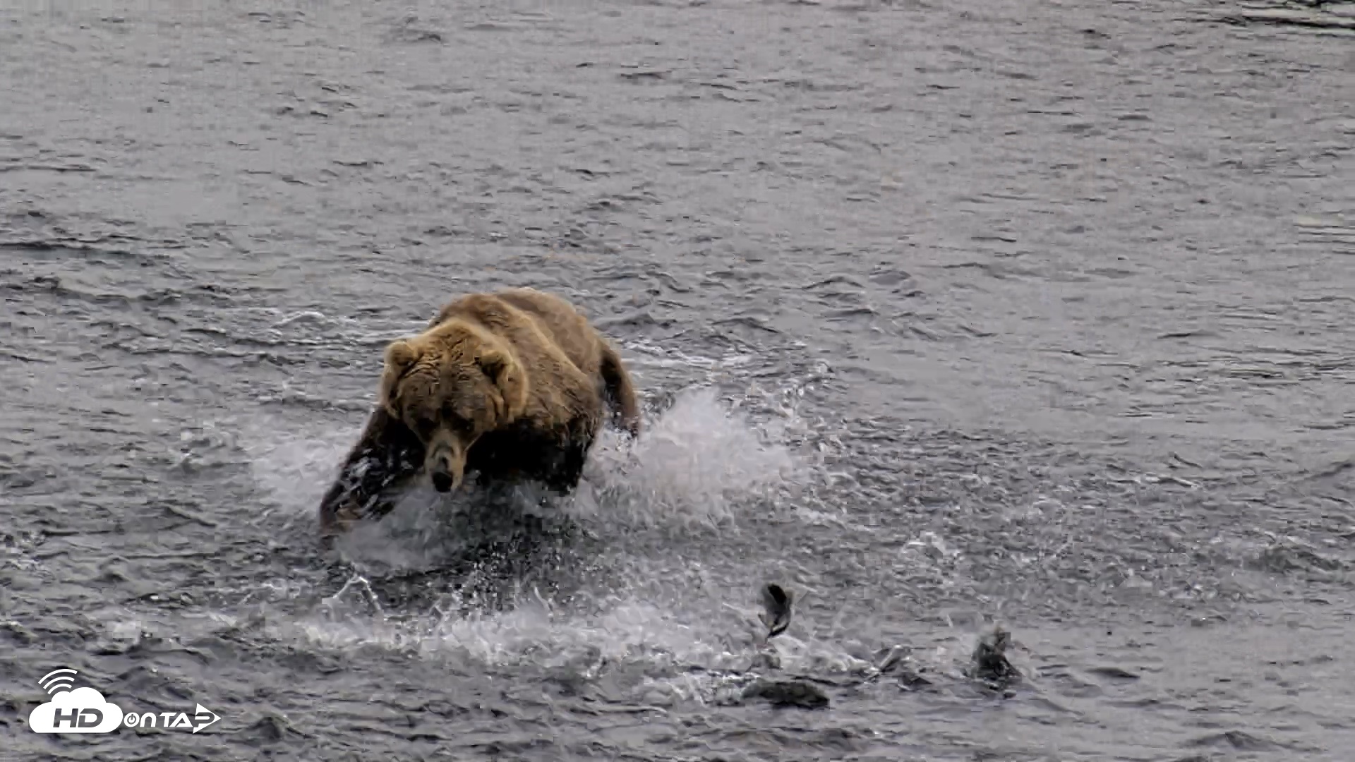Snapshot of Kodiak Alaska Brown Bears Live Webcam taken Aug 9, 2026, 4:01pm AKDT