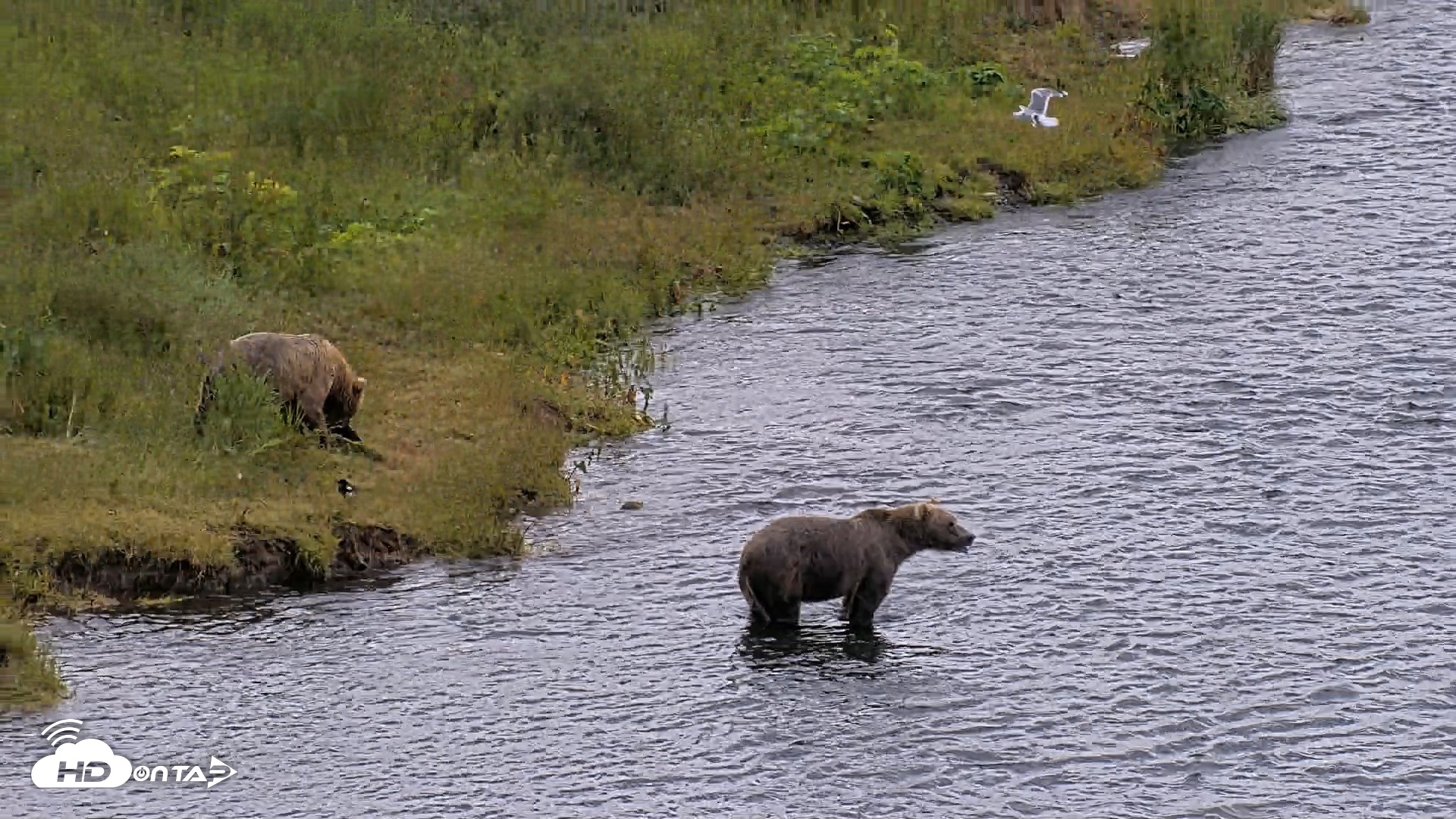 Snapshot of Kodiak Alaska Brown Bears Live Webcam taken Aug 2, 2026, 12:21pm AKDT
