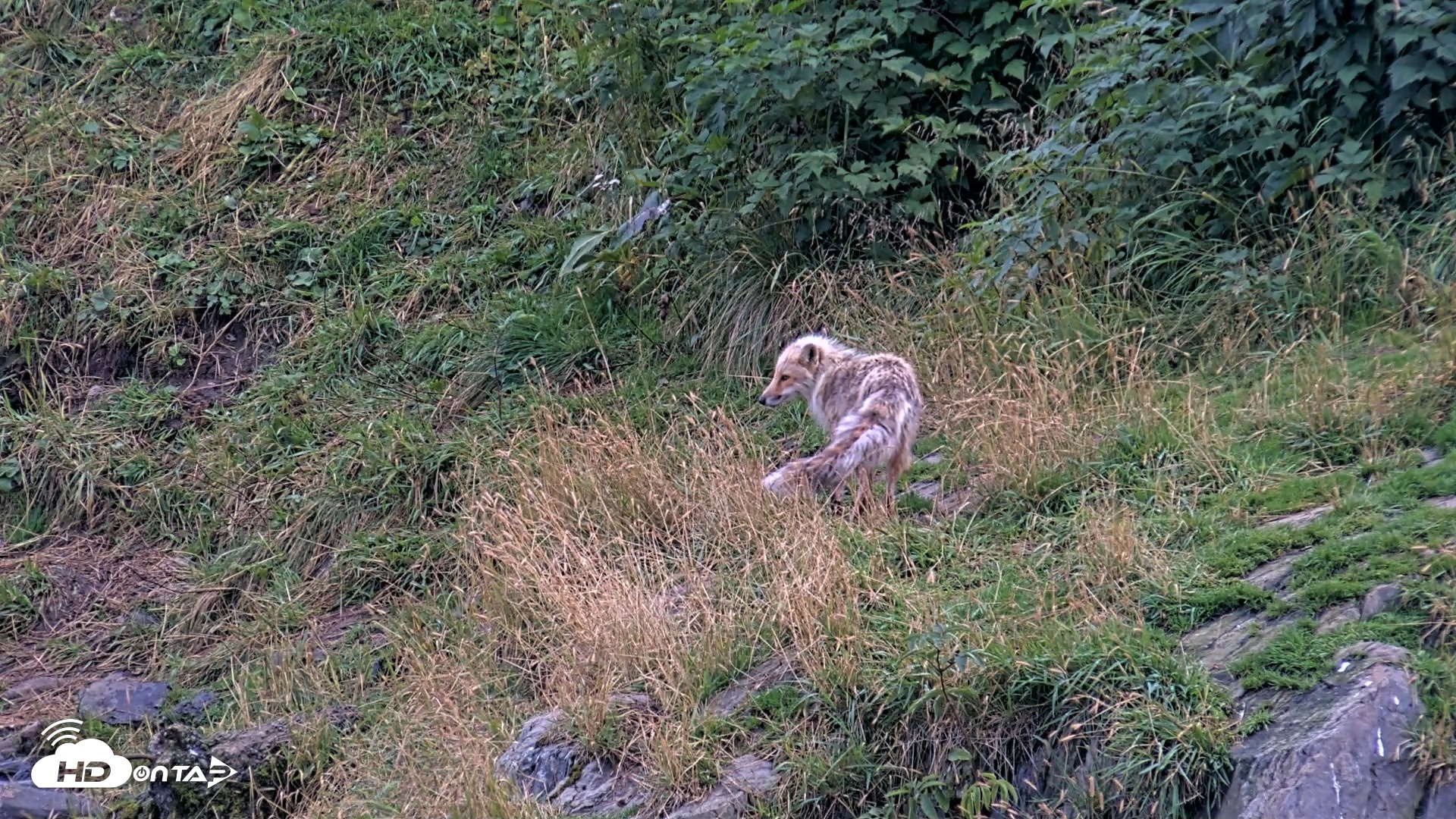 Snapshot of Kodiak Alaska Brown Bears Live Webcam taken Aug 20, 2026, 8:11pm AKDT