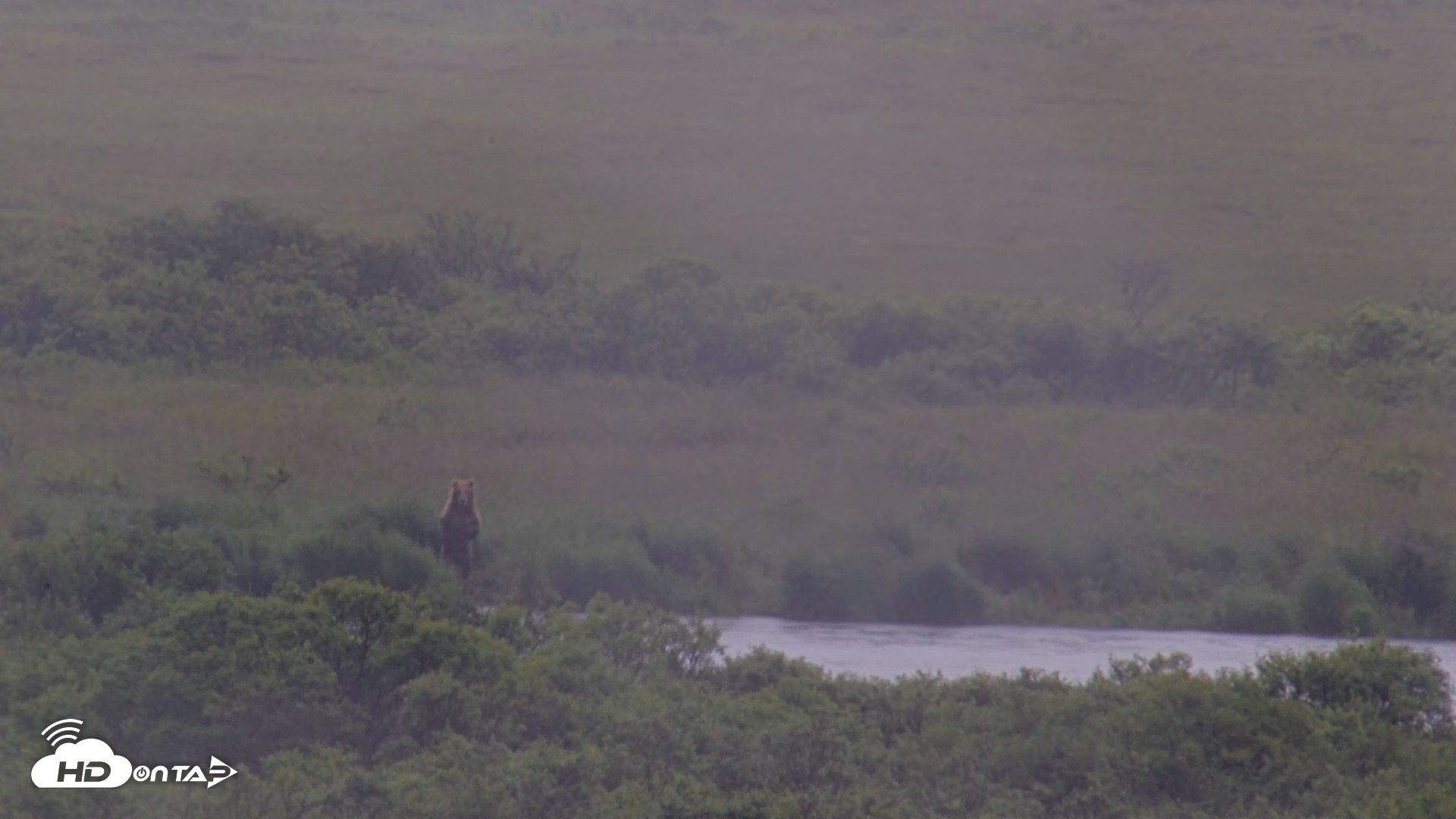 Snapshot of Kodiak Alaska Brown Bears Live Webcam taken Jul 21, 2026, 2:26pm AKDT