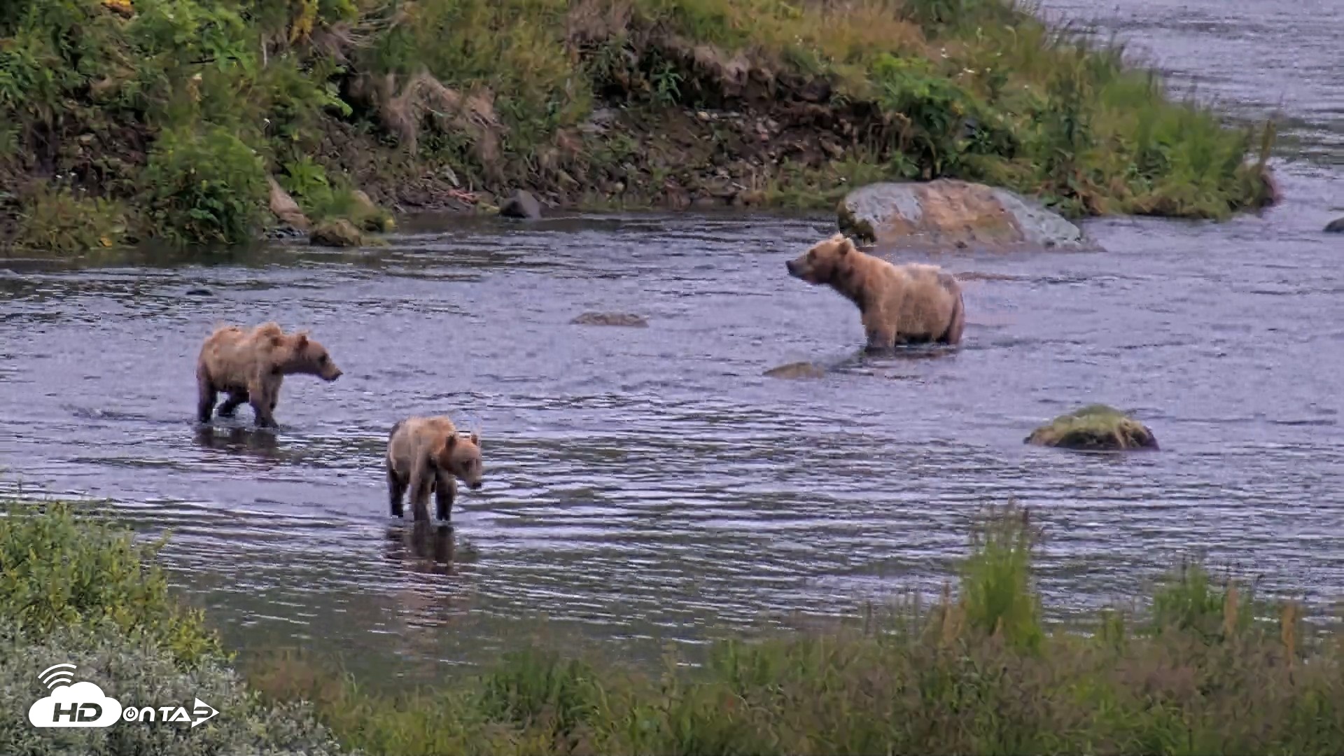 Snapshot of Kodiak Alaska Brown Bears Live Webcam taken Aug 5, 2026, 6:48am AKDT