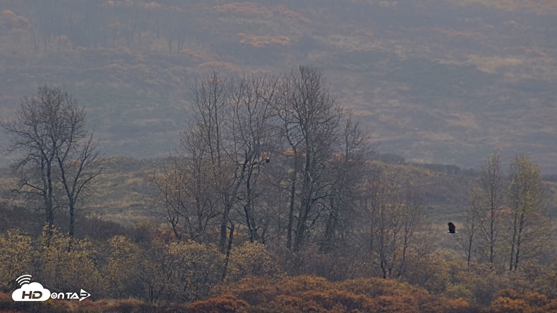 Snapshot of Kodiak Alaska Brown Bears Live Webcam taken Oct 16, 2026, 2:11pm AKDT