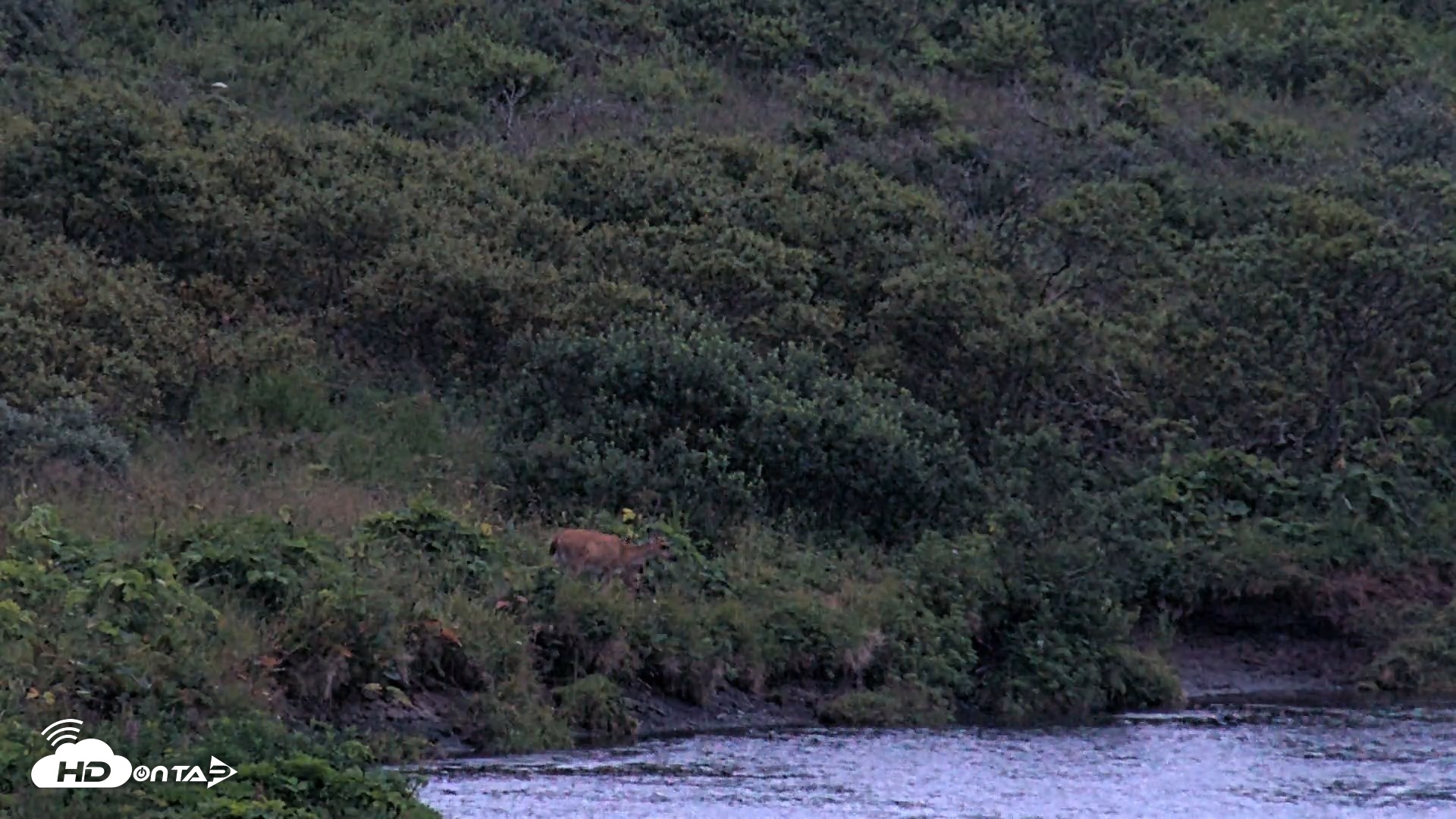 Snapshot of Kodiak Alaska Brown Bears Live Webcam taken Aug 18, 2026, 9:52pm AKDT