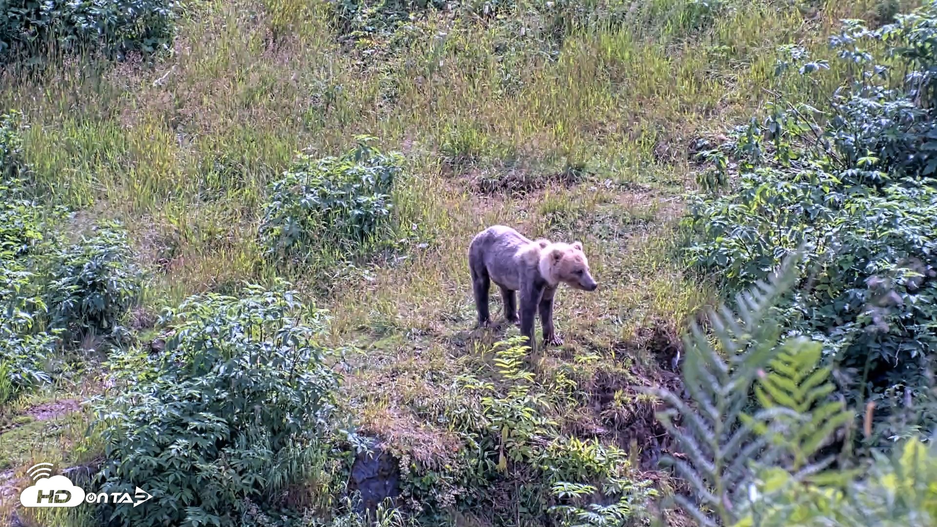 Snapshot of Kodiak Alaska Brown Bears Live Webcam taken Aug 6, 2026, 3:06pm AKDT