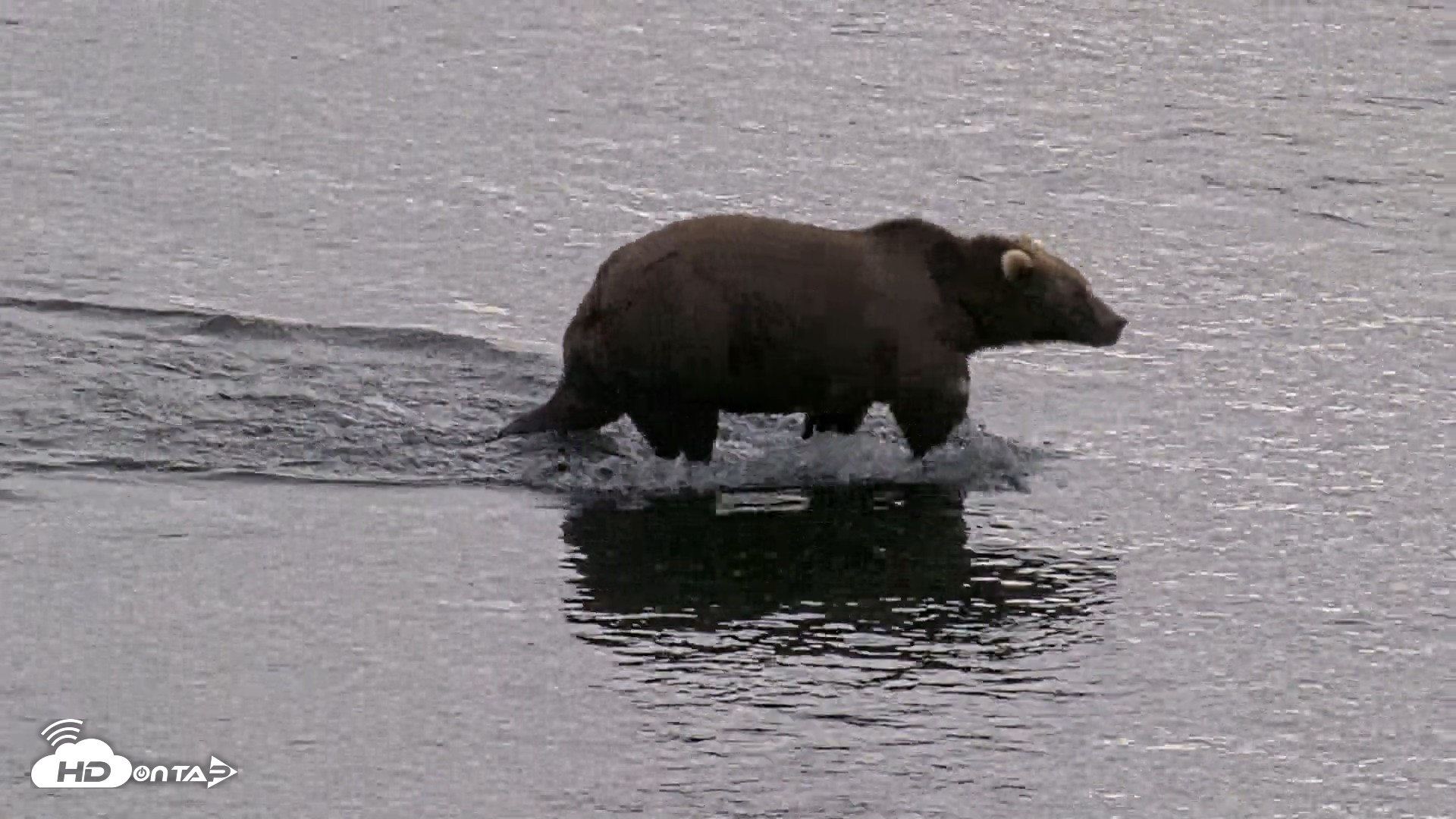 Snapshot of Kodiak Alaska Brown Bears Live Webcam taken Aug 20, 2026, 5:43pm AKDT