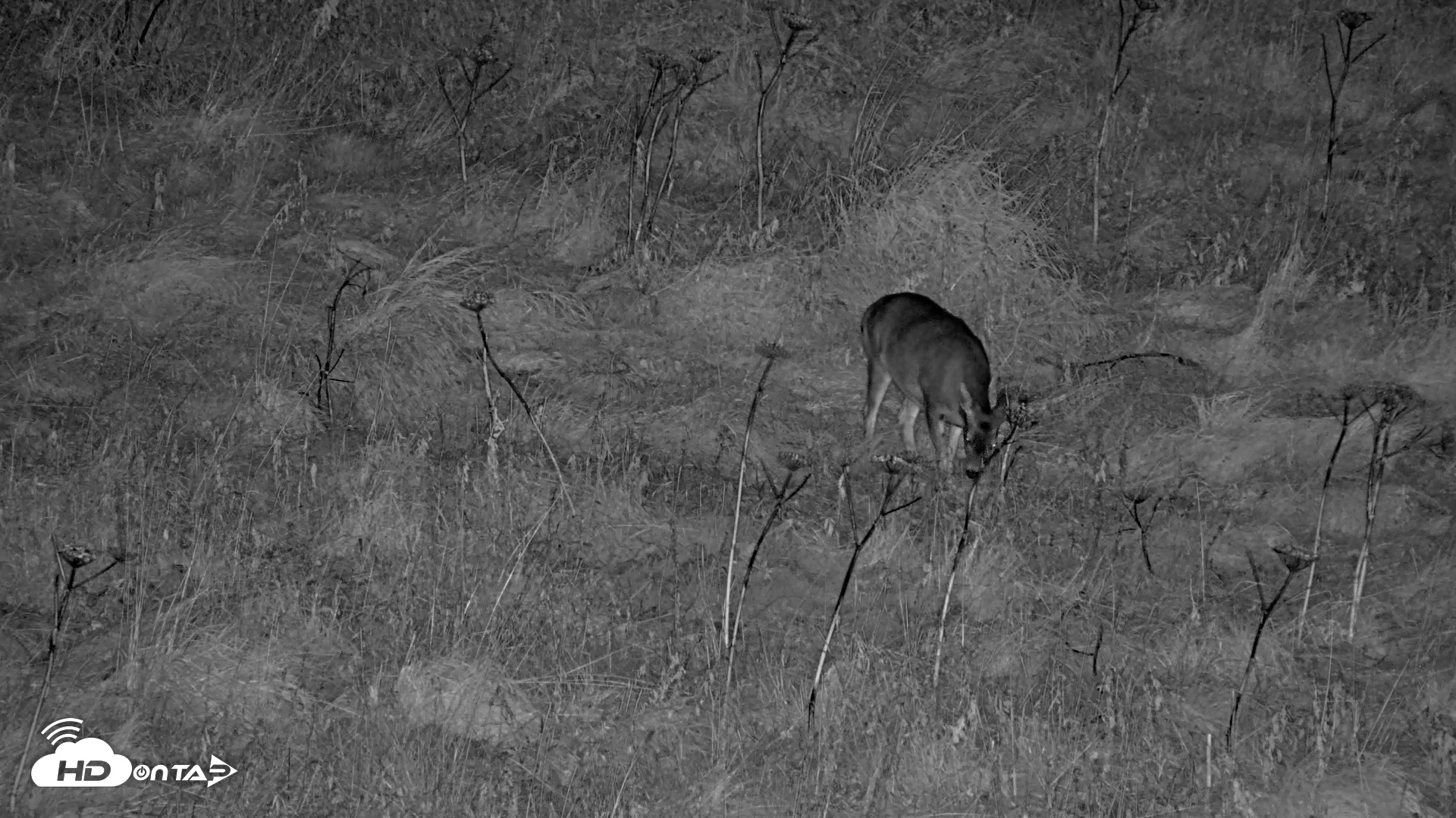 Snapshot of Kodiak Alaska Brown Bears Live Webcam taken Oct 7, 2026, 10:51pm AKDT