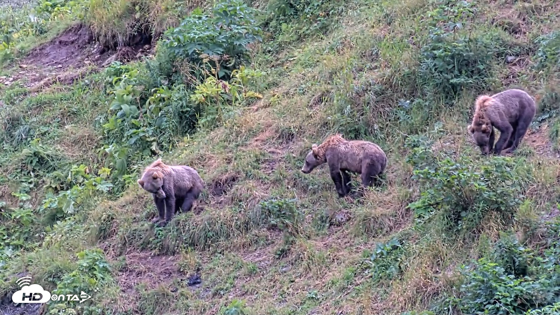 Snapshot of Kodiak Alaska Brown Bears Live Webcam taken Aug 14, 2026, 5:50pm AKDT