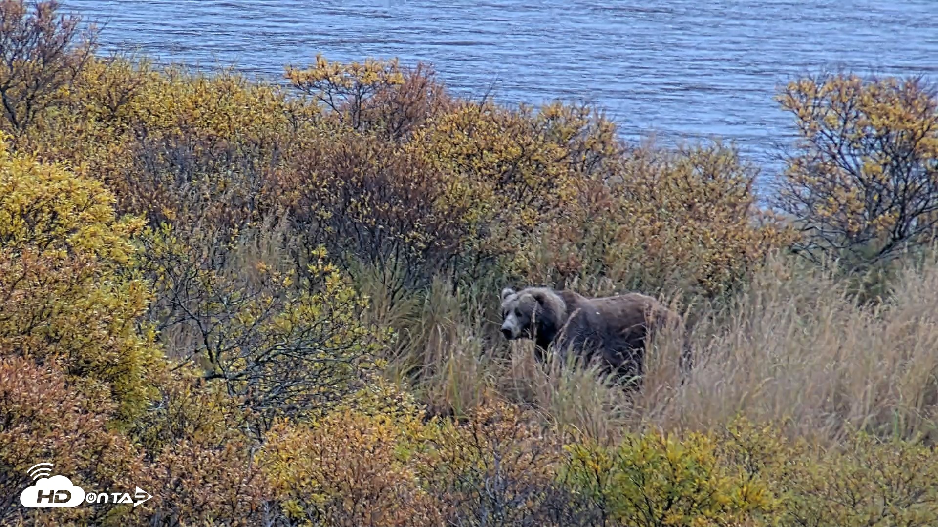 Snapshot of Kodiak Alaska Brown Bears Live Webcam taken Oct 6, 2026, 11:21am AKDT