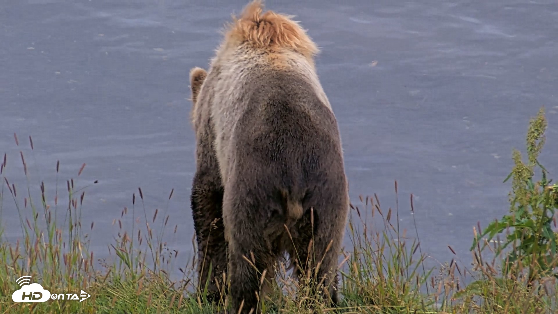 Snapshot of Kodiak Alaska Brown Bears Live Webcam taken Aug 5, 2026, 7:09am AKDT