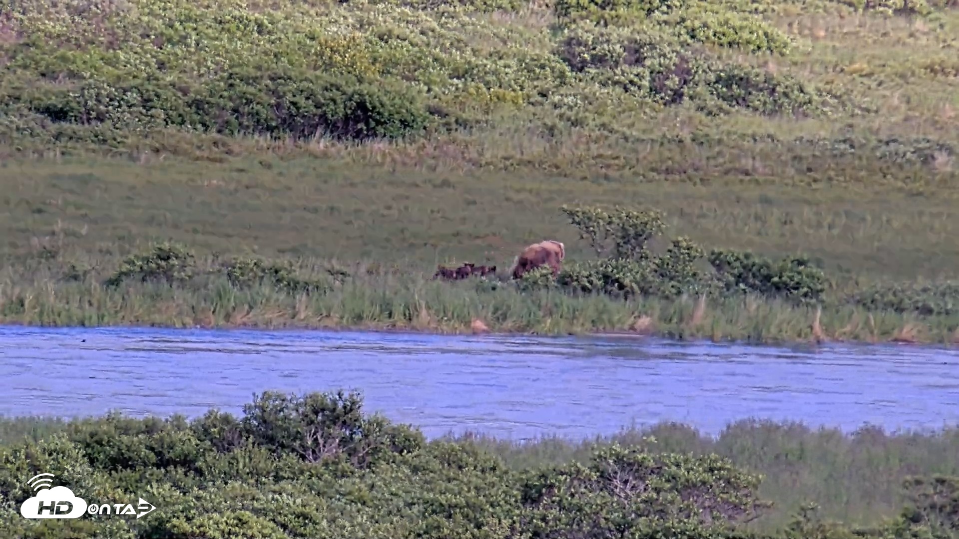 Snapshot of Kodiak Alaska Brown Bears Live Webcam taken Jul 25, 2026, 6:58pm AKDT