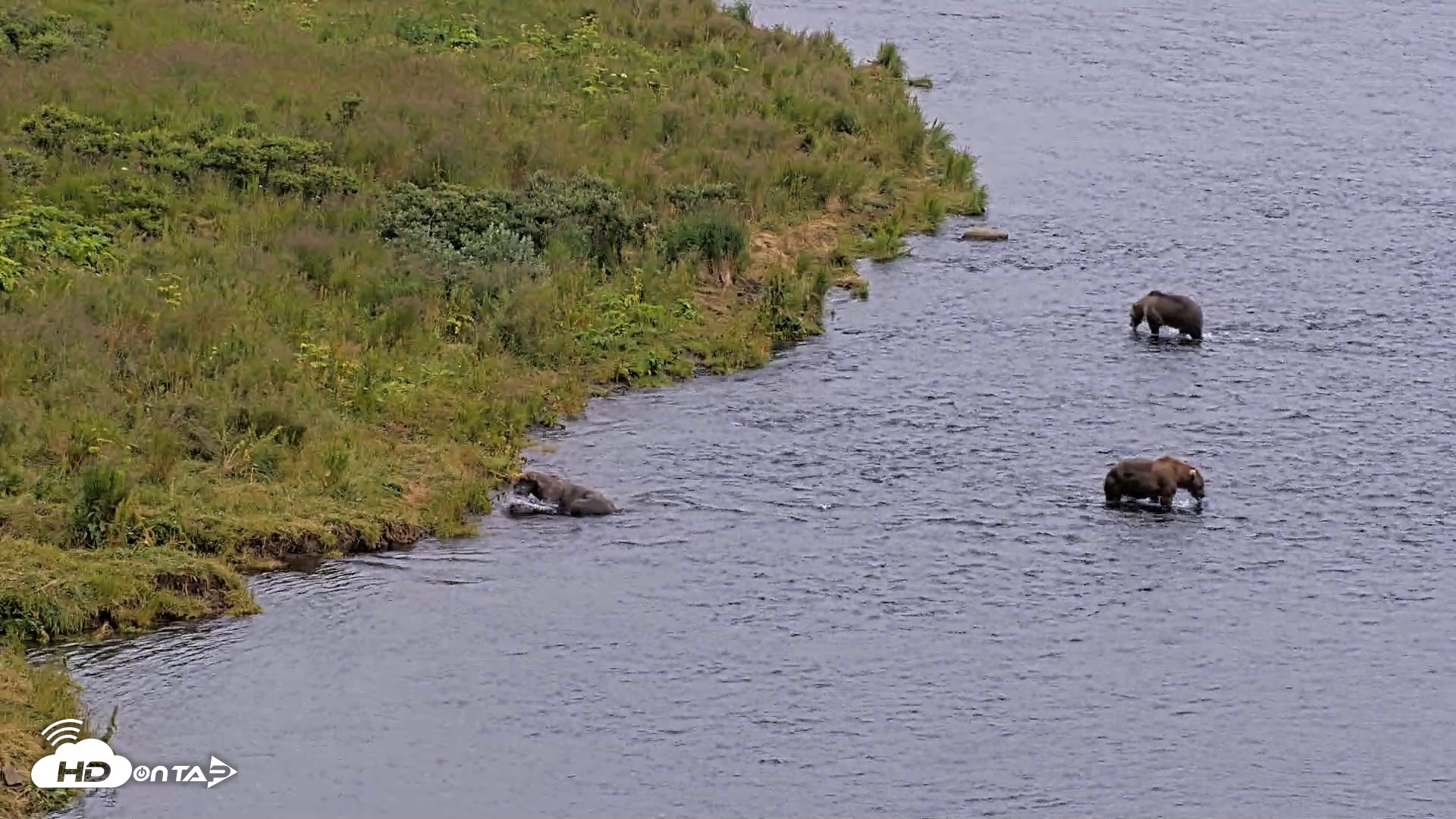 Snapshot of Kodiak Alaska Brown Bears Live Webcam taken Aug 9, 2026, 8:59pm AKDT