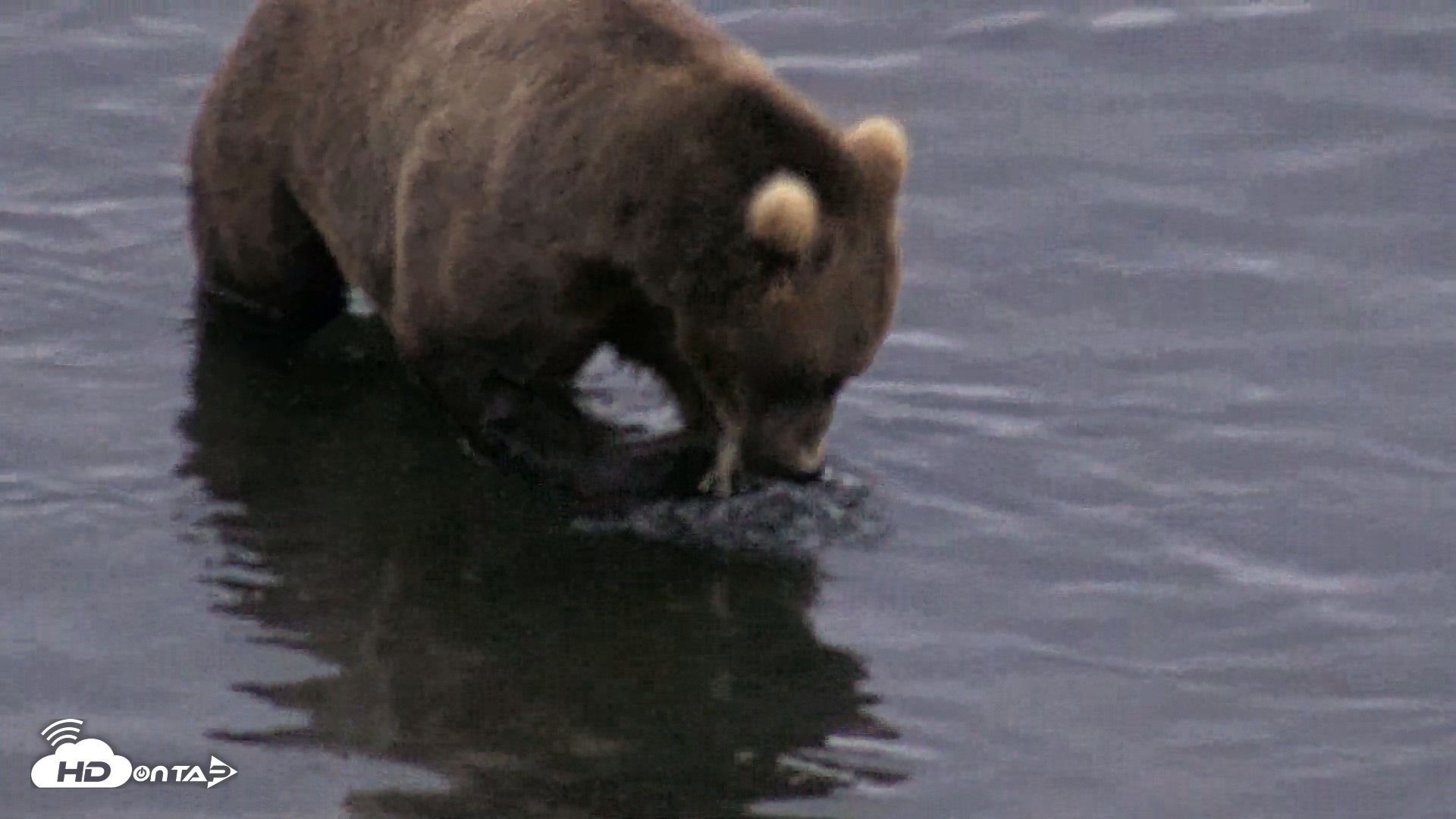 Snapshot of Kodiak Alaska Brown Bears Live Webcam taken Aug 6, 2026, 6:21am AKDT