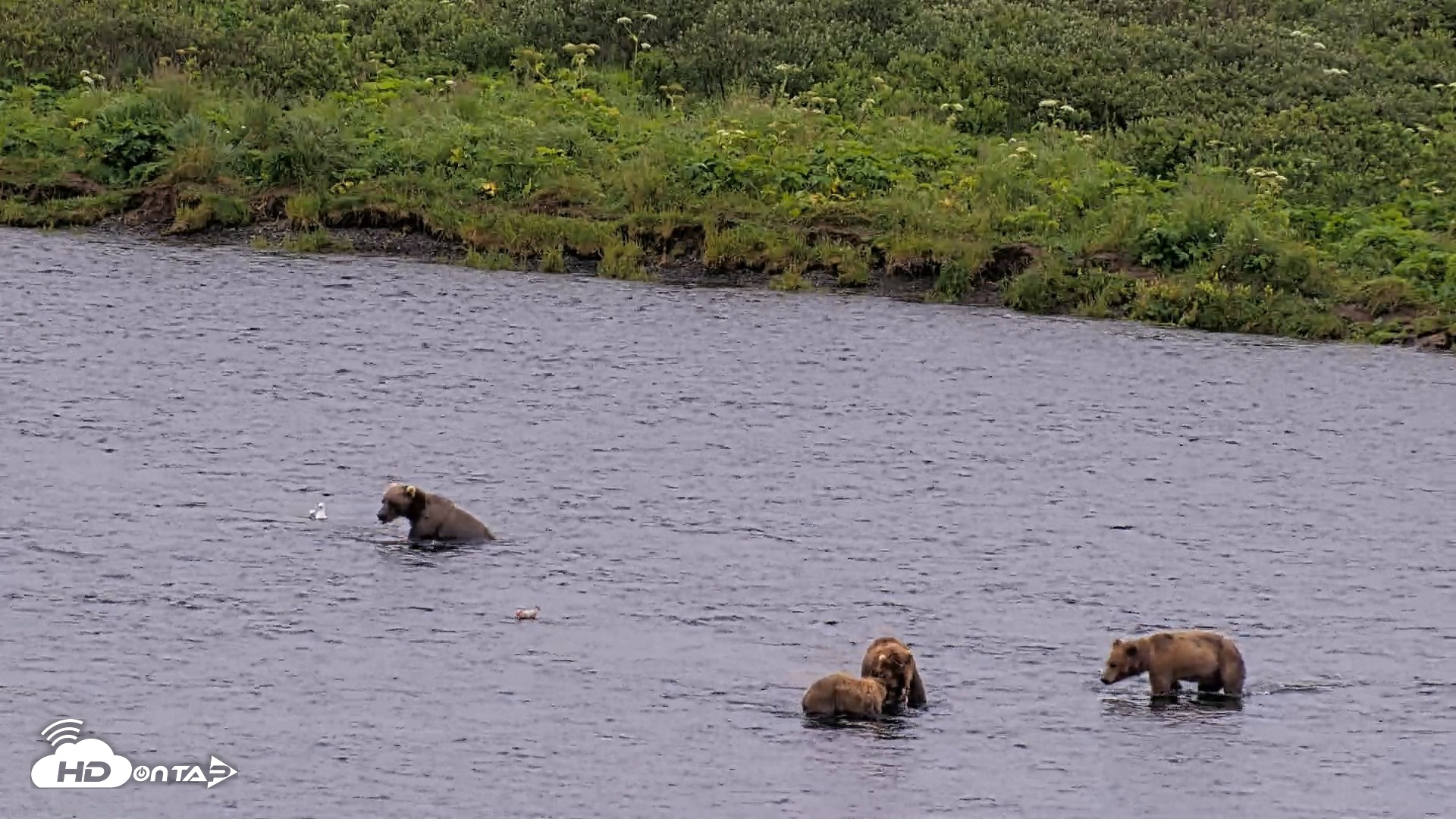 Snapshot of Kodiak Alaska Brown Bears Live Webcam taken Aug 7, 2026, 8:36am AKDT