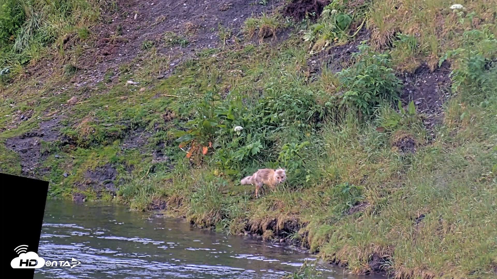 Snapshot of Kodiak Alaska Brown Bears Live Webcam taken Jul 25, 2026, 7:38am AKDT