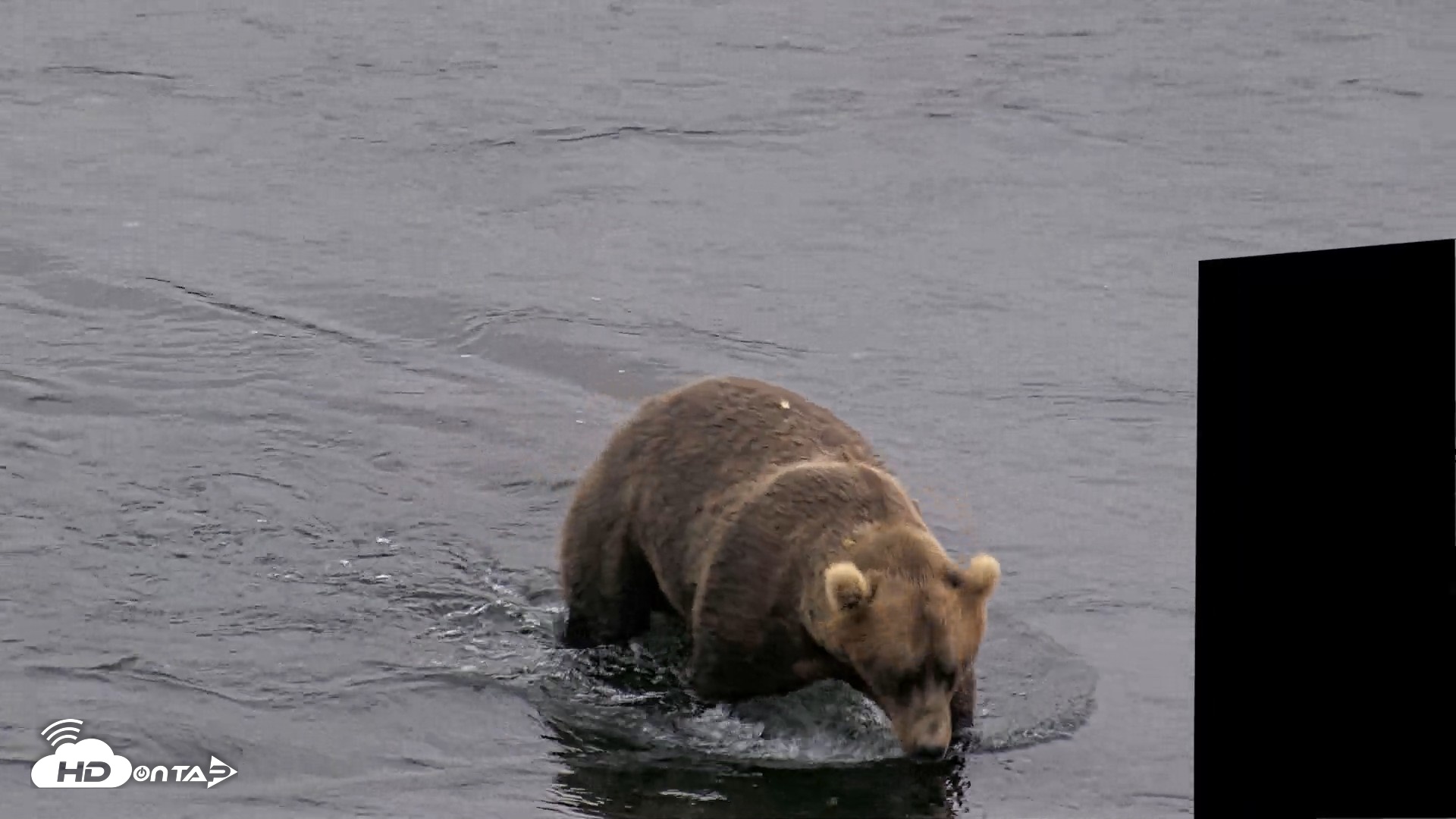 Snapshot of Kodiak Alaska Brown Bears Live Webcam taken Aug 3, 2026, 6:46am AKDT