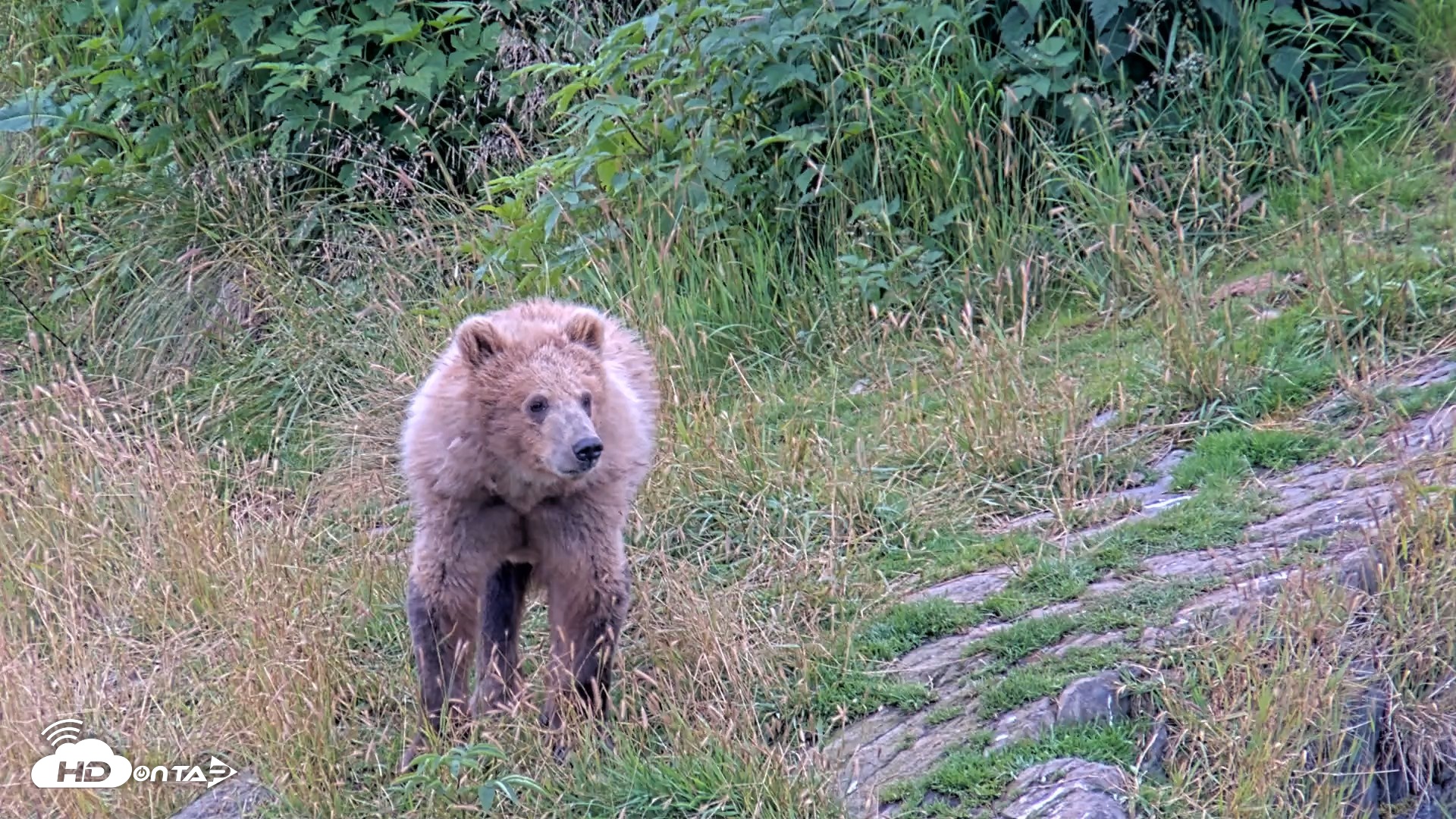 Snapshot of Kodiak Alaska Brown Bears Live Webcam taken Aug 10, 2026, 5:56pm AKDT