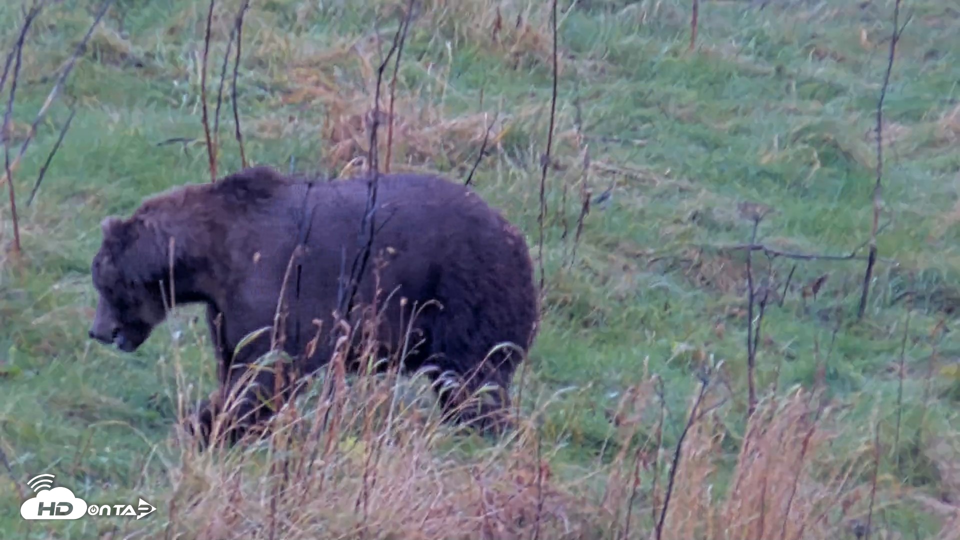 Snapshot of Kodiak Alaska Brown Bears Live Webcam taken Oct 16, 2026, 2:17pm AKDT