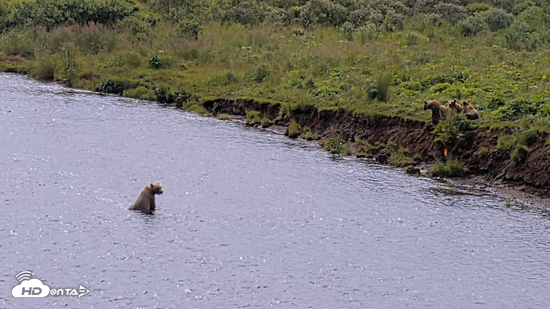 Snapshot of Kodiak Alaska Brown Bears Live Webcam taken Aug 9, 2026, 12:30pm AKDT