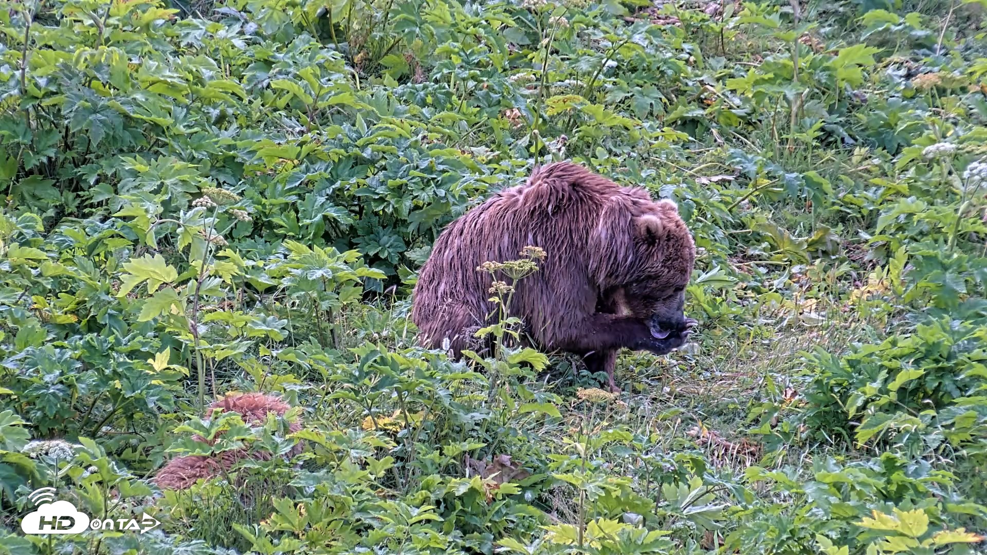 Snapshot of Kodiak Alaska Brown Bears Live Webcam taken Aug 2, 2026, 9:02am AKDT